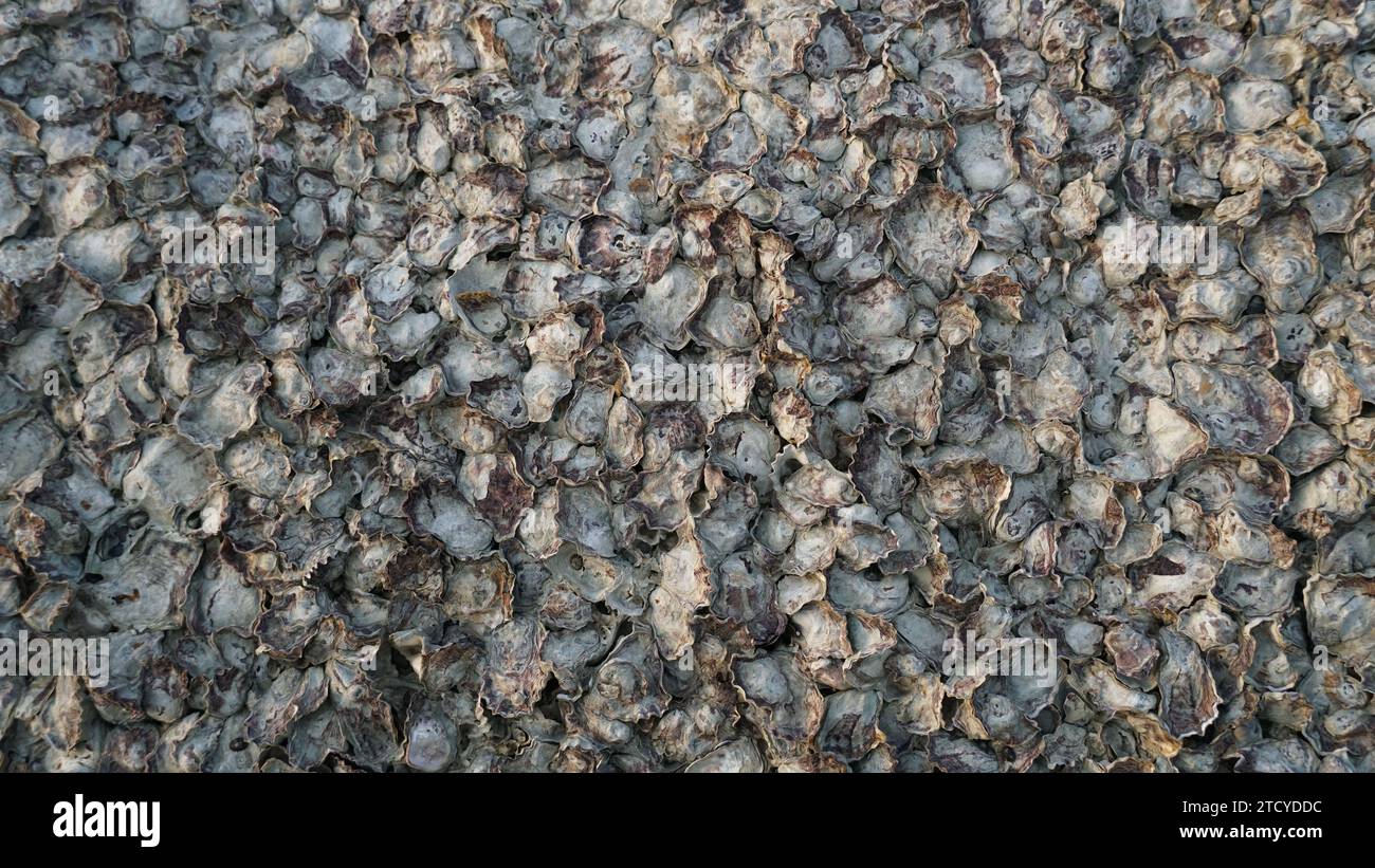 Austernschalen häufen sich aus der Nähe von oben. Die Oberfläche und Textur von Austern auf einem Felsen. Stockfoto