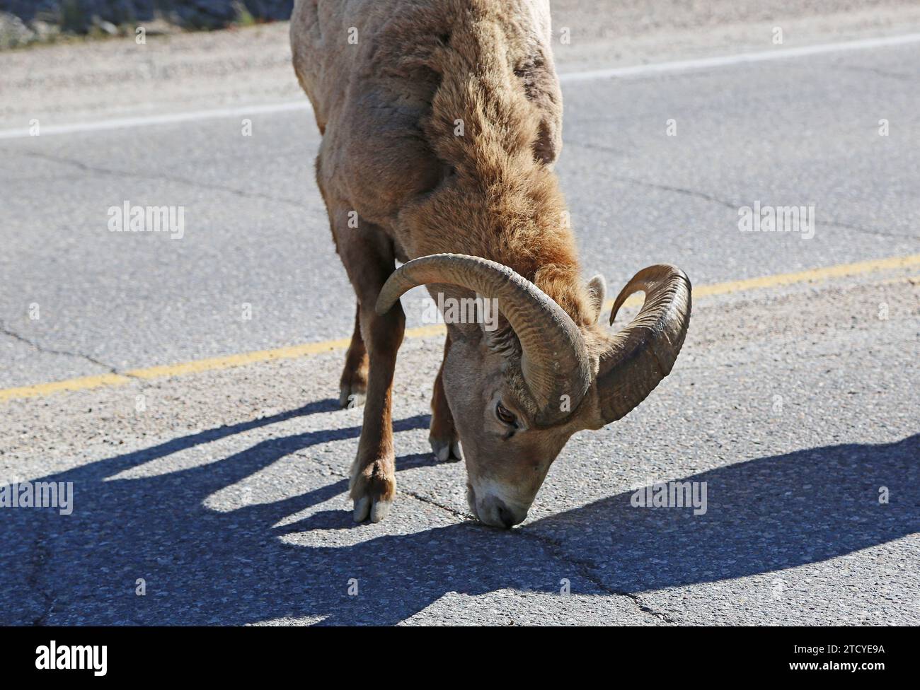 Dickhornschafe lecken auf der Straße Salz - Jasper NP, Kanada Stockfoto