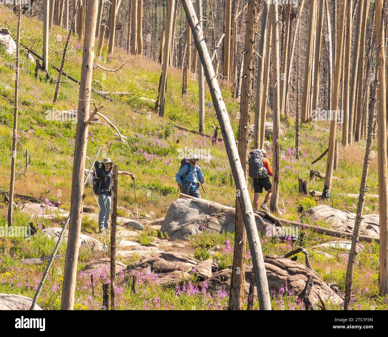 Rucksacktouristen durchqueren einen malerischen Pfad inmitten von Wildblumen im Rocky Mountain National Park. Stockfoto