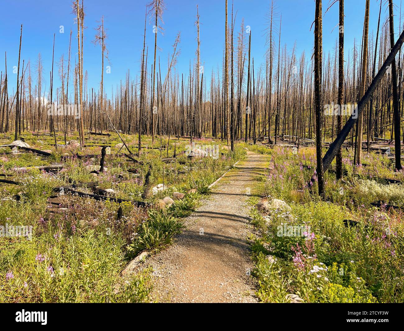 Im Rocky Mountain National Park schlängelt sich ein Pfad durch einen erholsamen, verbrannten Wald, der mit Wildblumen blüht. Stockfoto