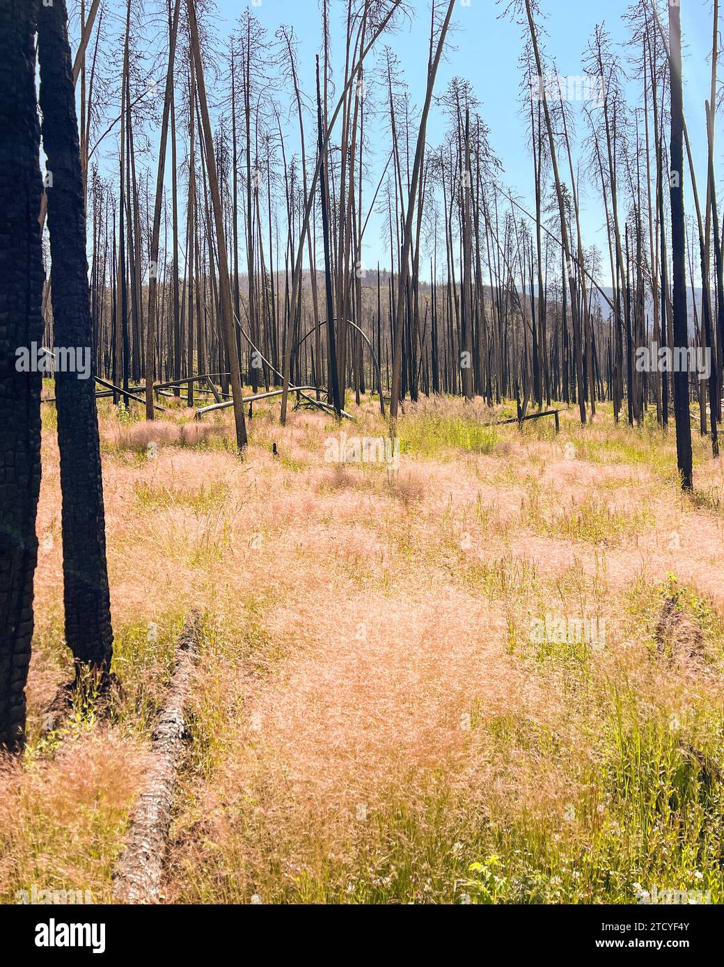 Verbrannte Baumsilhouetten stehen über neuem Gras im sich erholenden Rocky Mountain National Park. Stockfoto