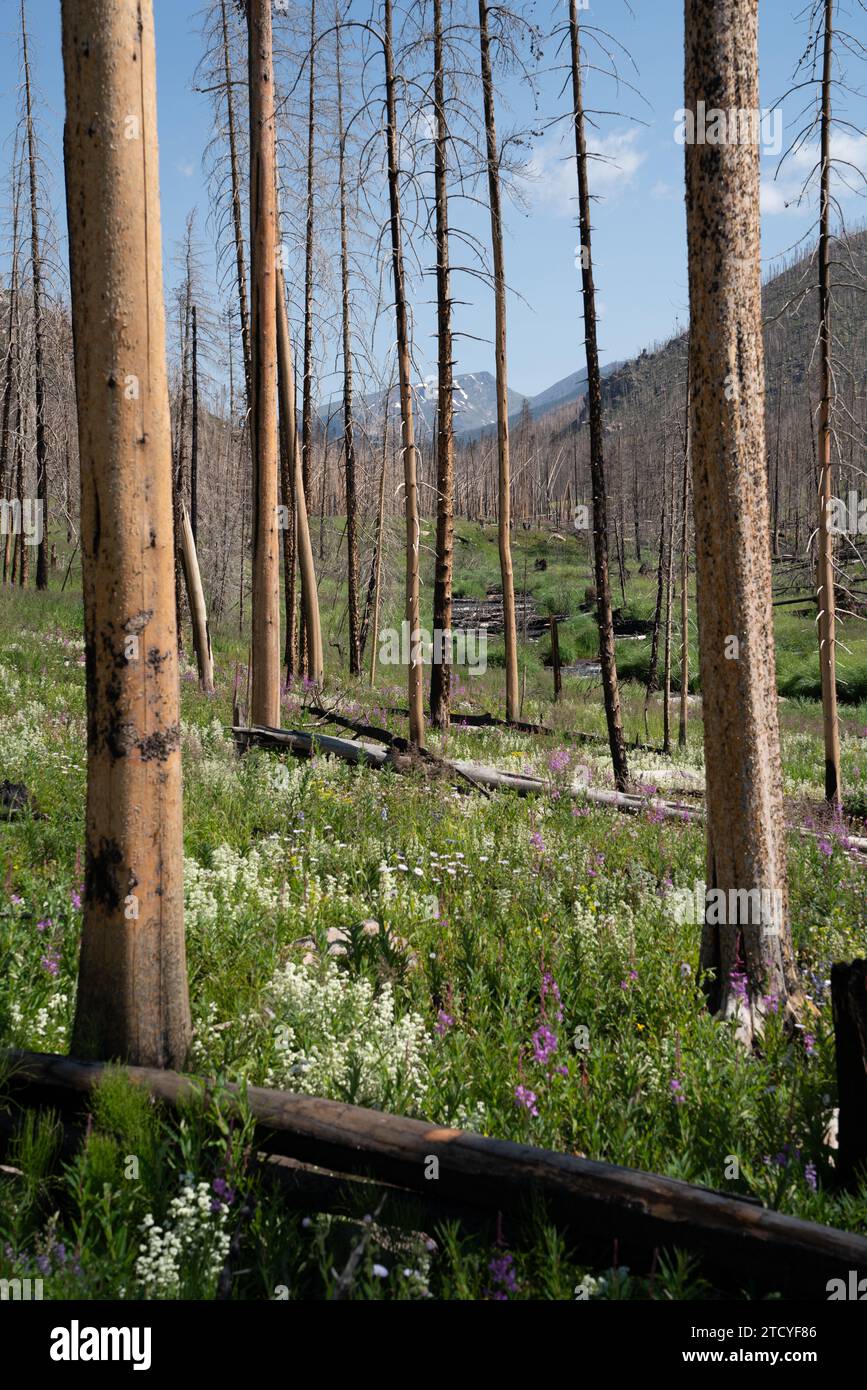Lebendige Wildblumen und neues Wachstum prägen den Blick auf den Rocky Mountain National Park. Stockfoto