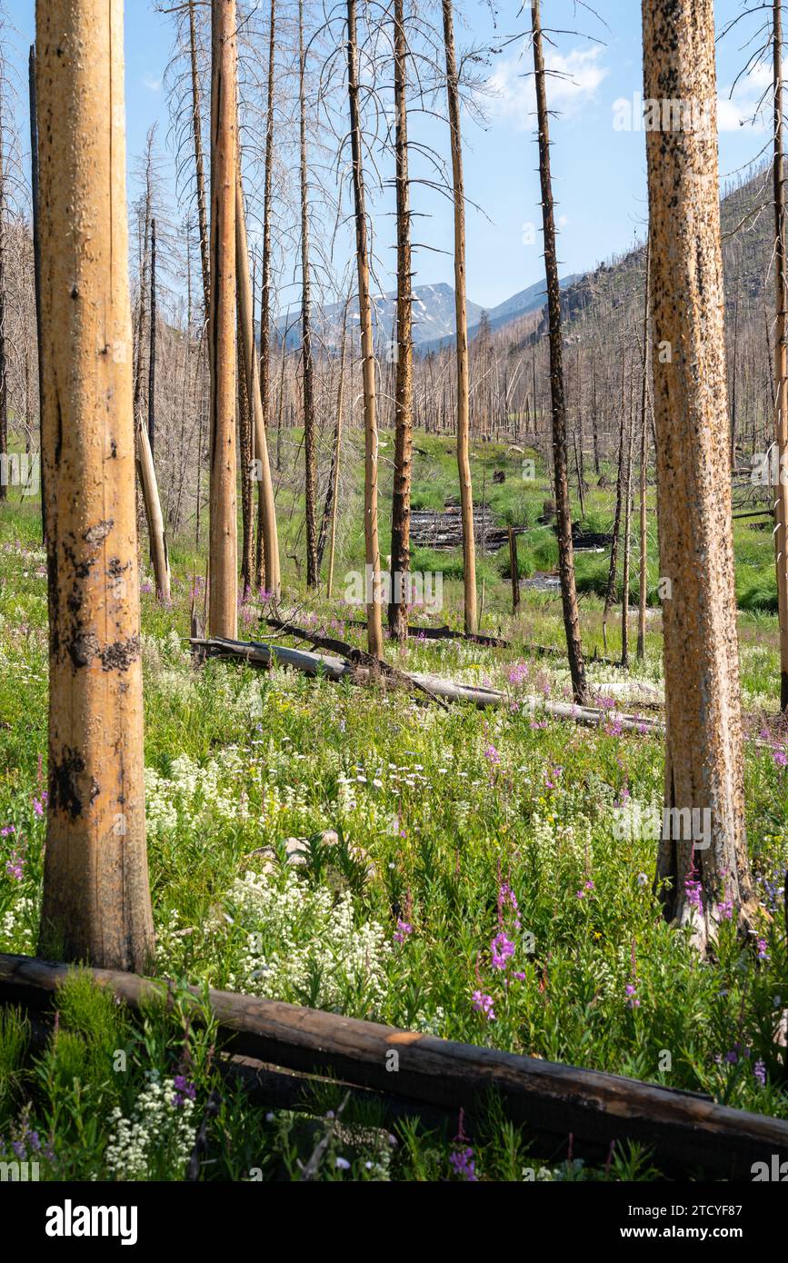 Lebendige Wildblumen und neues Wachstum prägen den Blick auf den Rocky Mountain National Park. Stockfoto