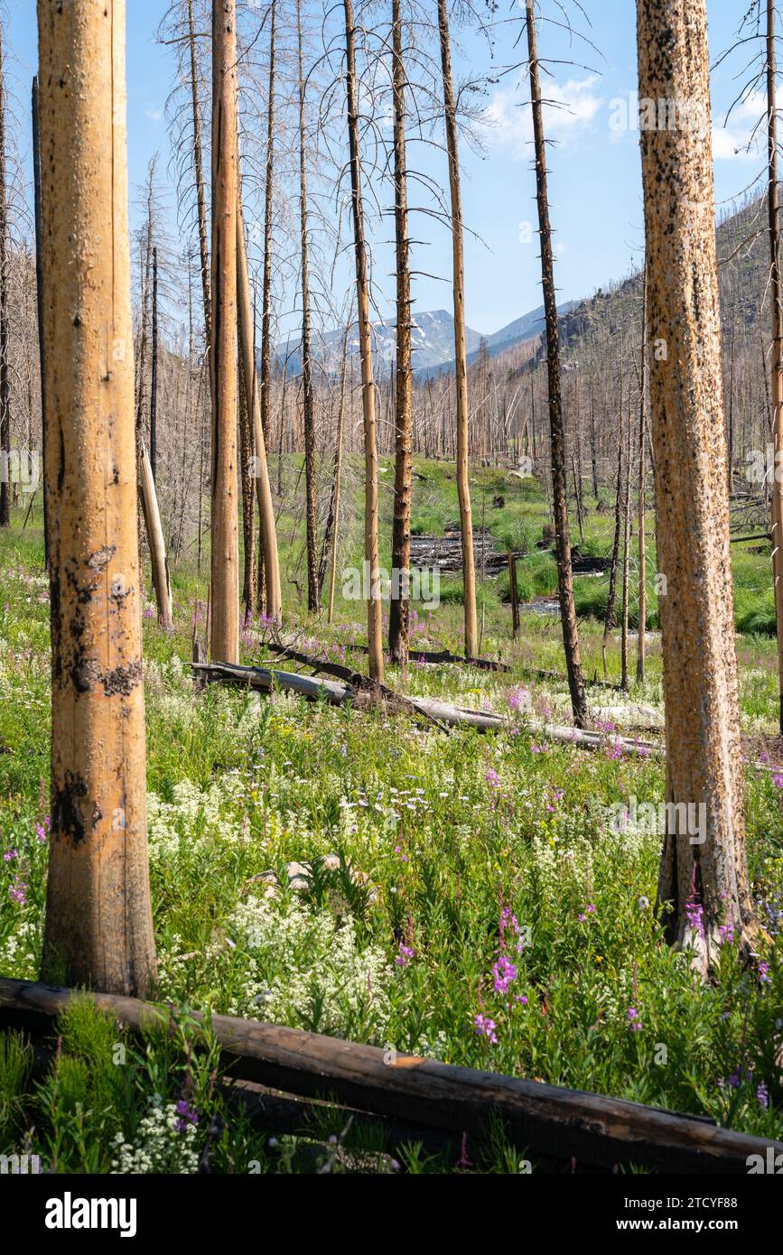 Lebendige Wildblumen und neues Wachstum prägen den Blick auf den Rocky Mountain National Park. Stockfoto