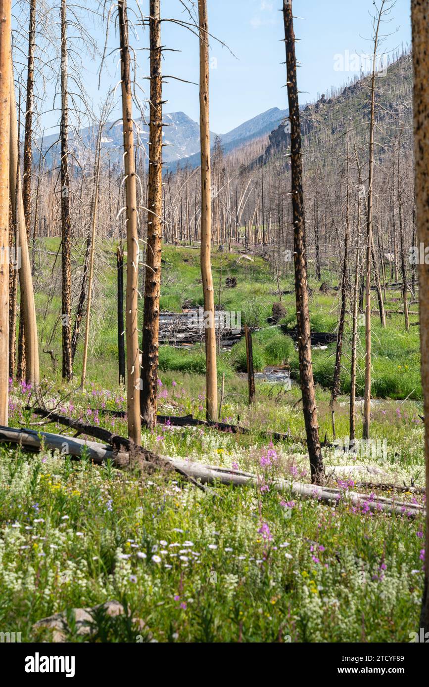 Lebendige Wildblumen und neues Wachstum prägen den Blick auf den Rocky Mountain National Park. Stockfoto