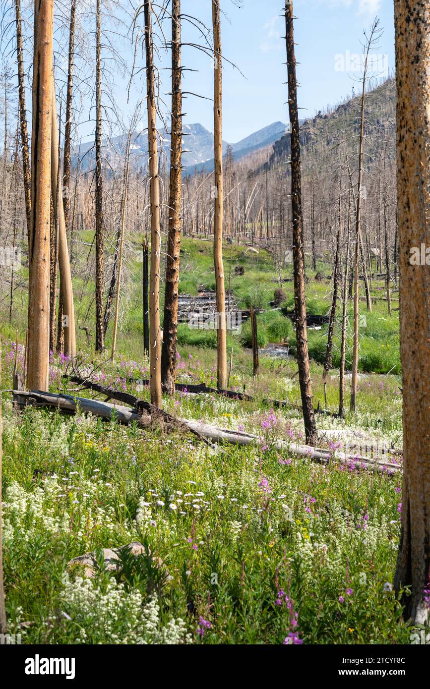 Lebendige Wildblumen und neues Wachstum prägen den Blick auf den Rocky Mountain National Park. Stockfoto