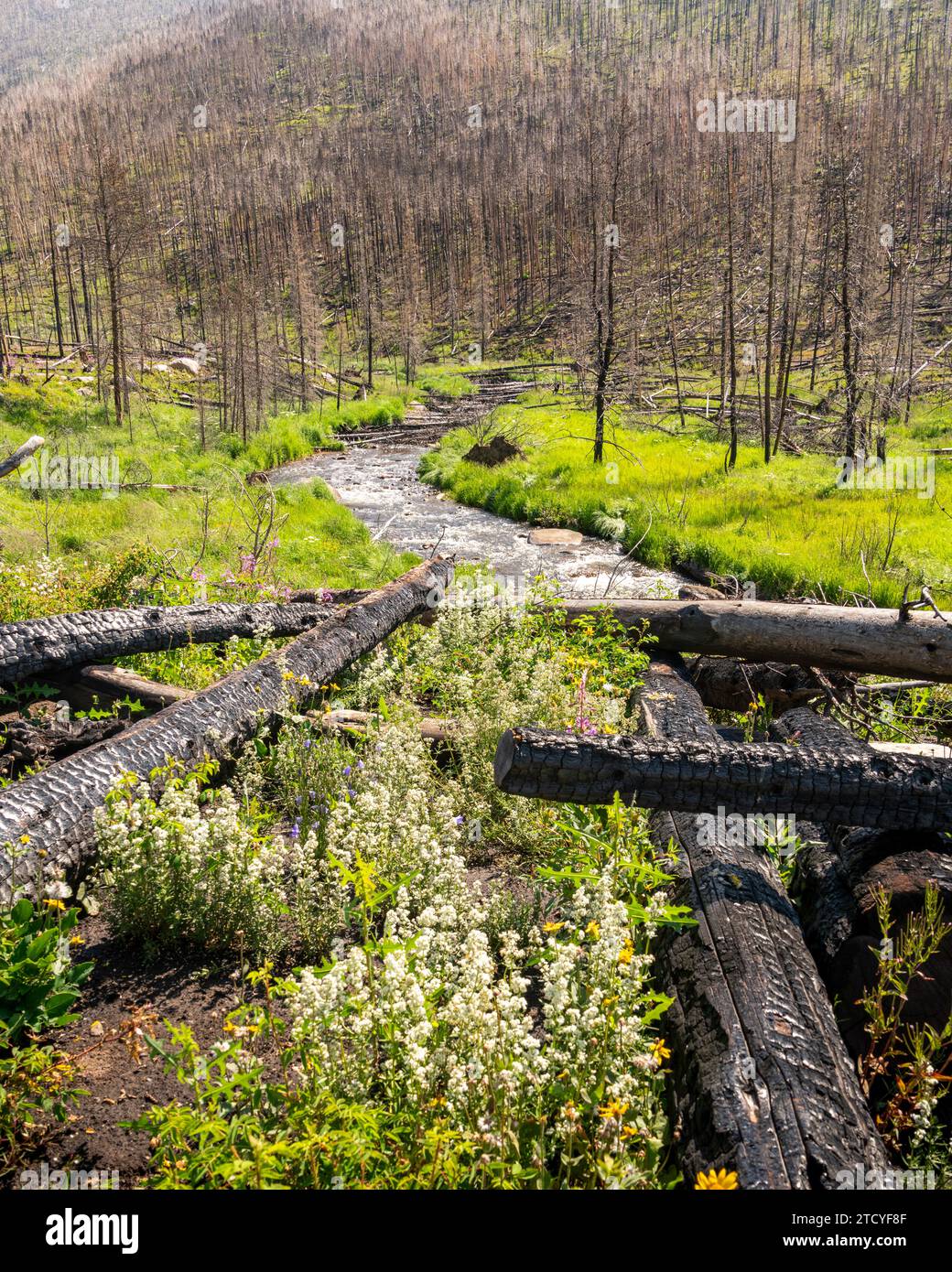Verbrannte Baumstämme bilden einen frischen Fluss inmitten des Wiederauflebens von Wildblumen im Rocky Mountain NP. Stockfoto