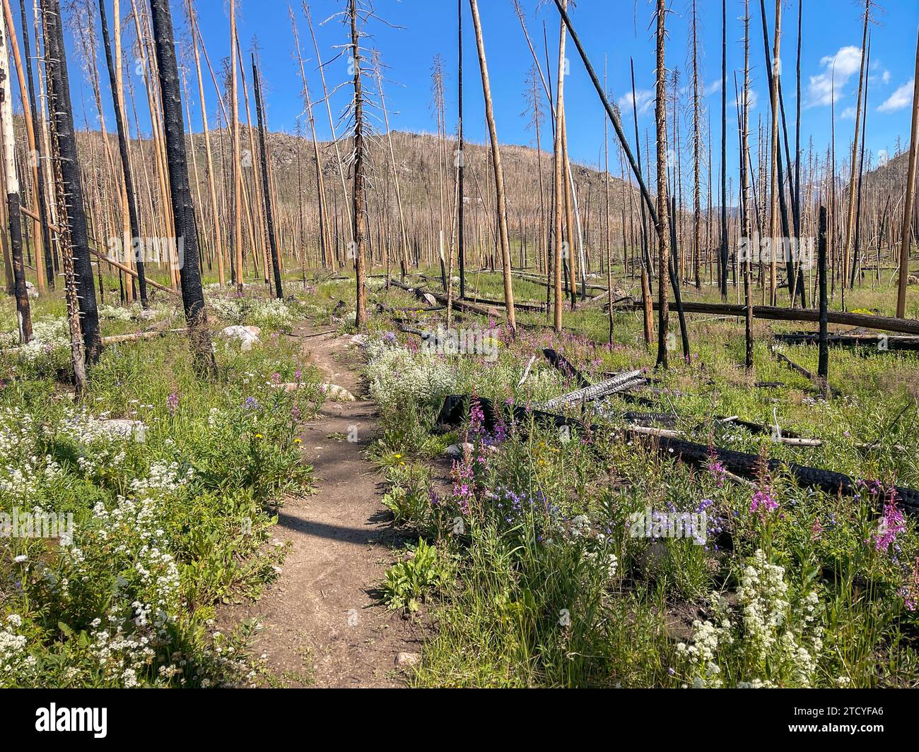 Nachwuchs in verbrannter Waldlandschaft, Rocky Mountain National Park. Stockfoto