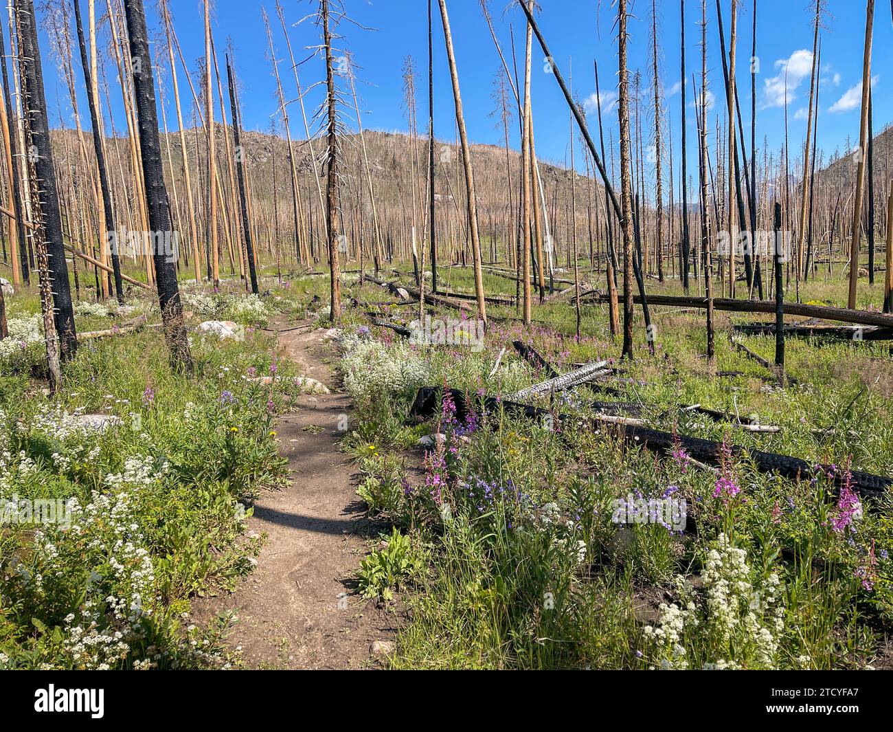 Nachwuchs in verbrannter Waldlandschaft, Rocky Mountain National Park. Stockfoto