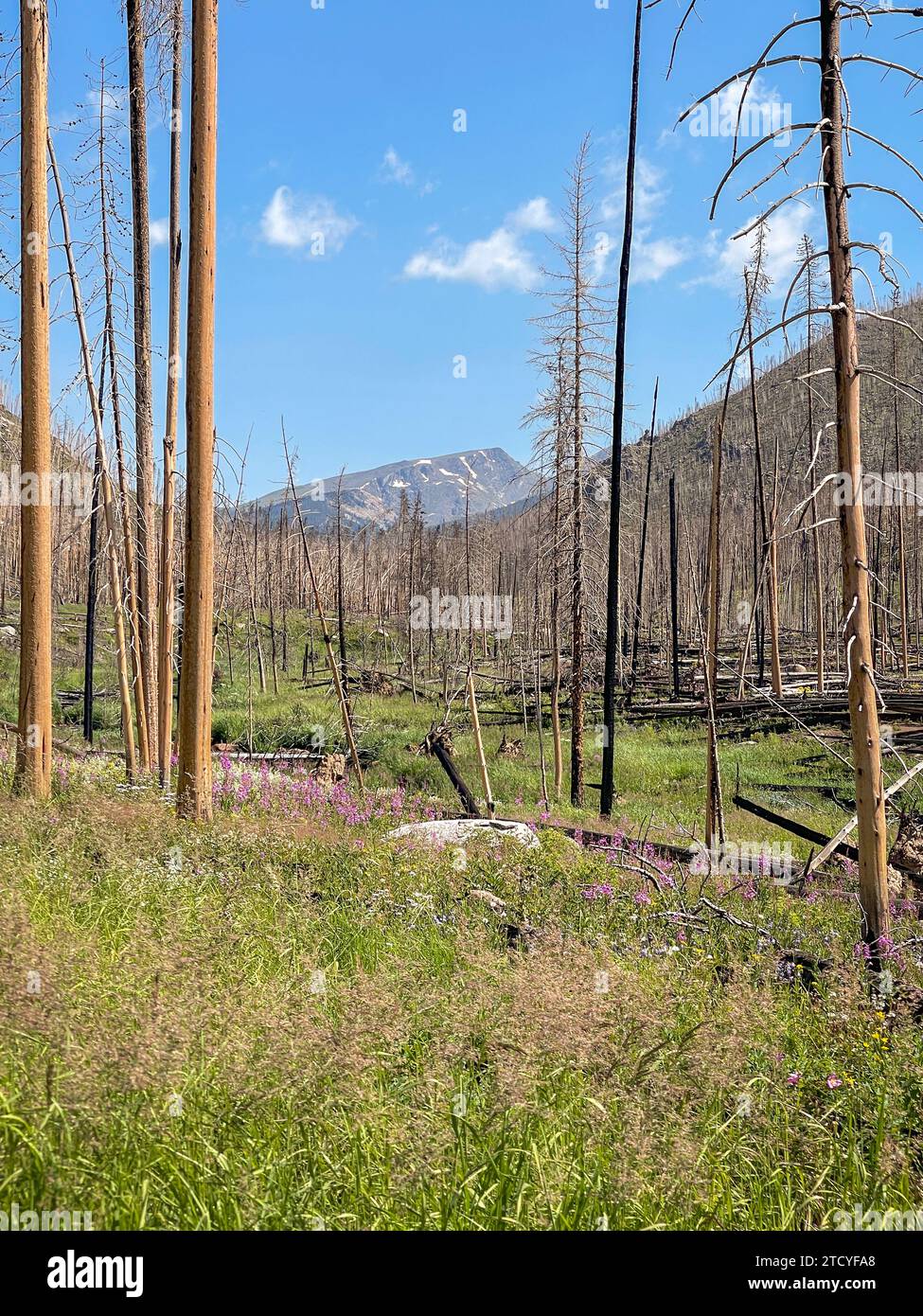 Wildblumen zwischen verkohlten Bäumen, Symbol für Widerstandskraft und Wiedergeburt. Stockfoto
