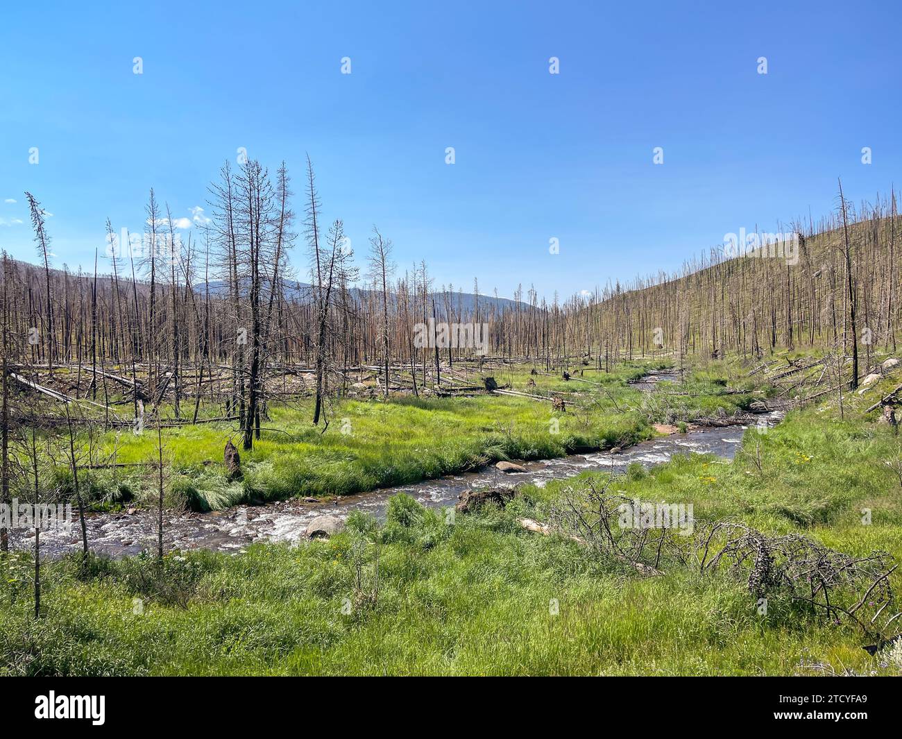 Der Bach fließt durch den wiedergeborenen Wald im Rocky Mountain National Park. Stockfoto