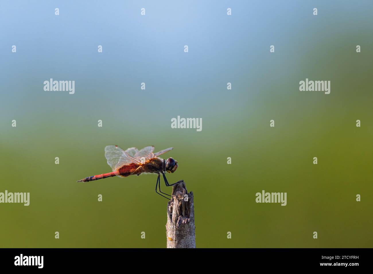 Eine einsamer männlicher Common Glider-Libelle ruht kurz auf einem gebrochenen Ast, bevor sie in St. Lawrence, QLD, Australien, Flugtauchfliegen nach Insekten nimmt. Stockfoto