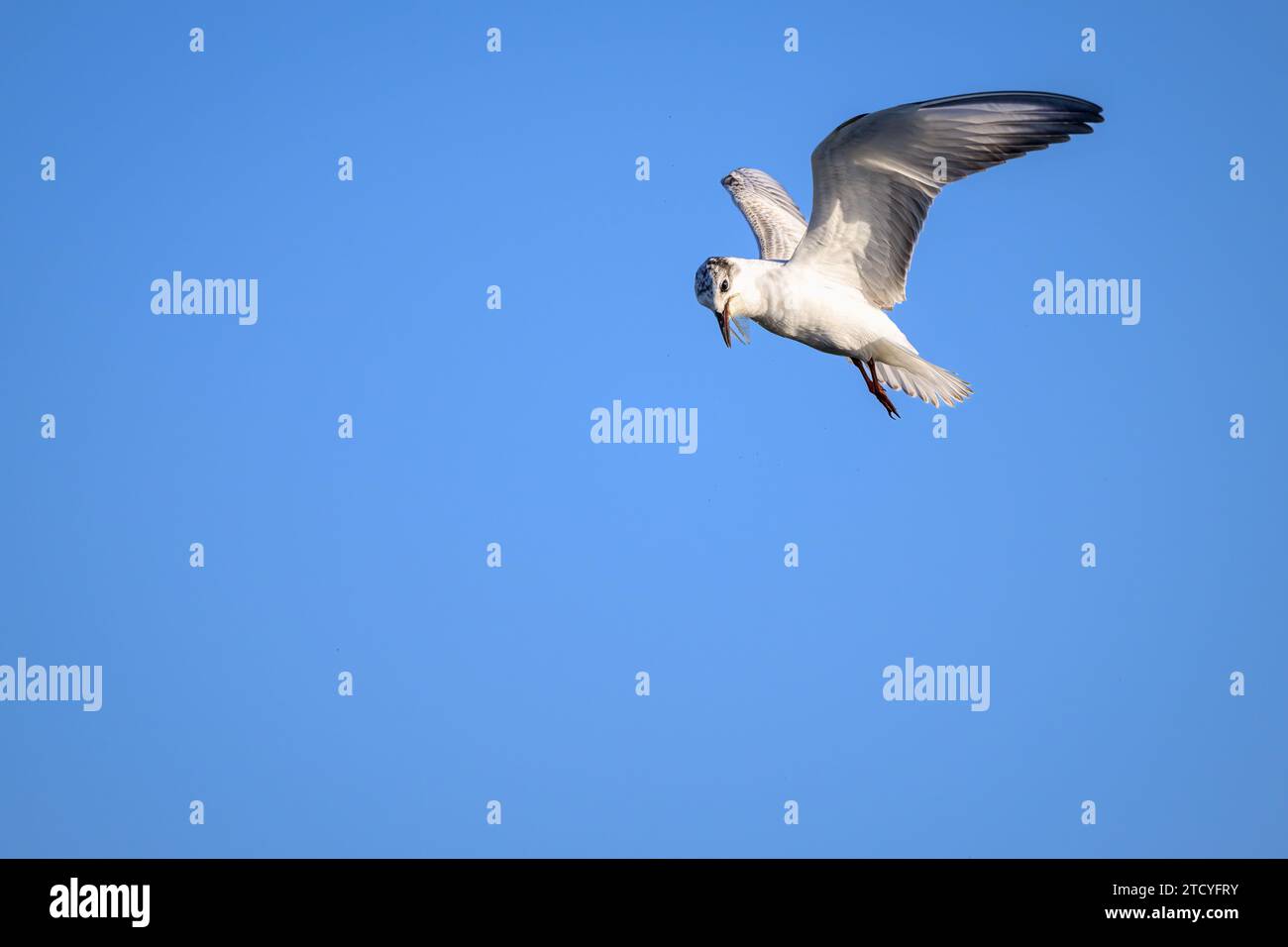 Eine nicht-brütende Whiskered Tern, die mit einer Libelle über die Feuchtgebiete von St. Lawrence im australischen Central Queensland fliegt. Stockfoto