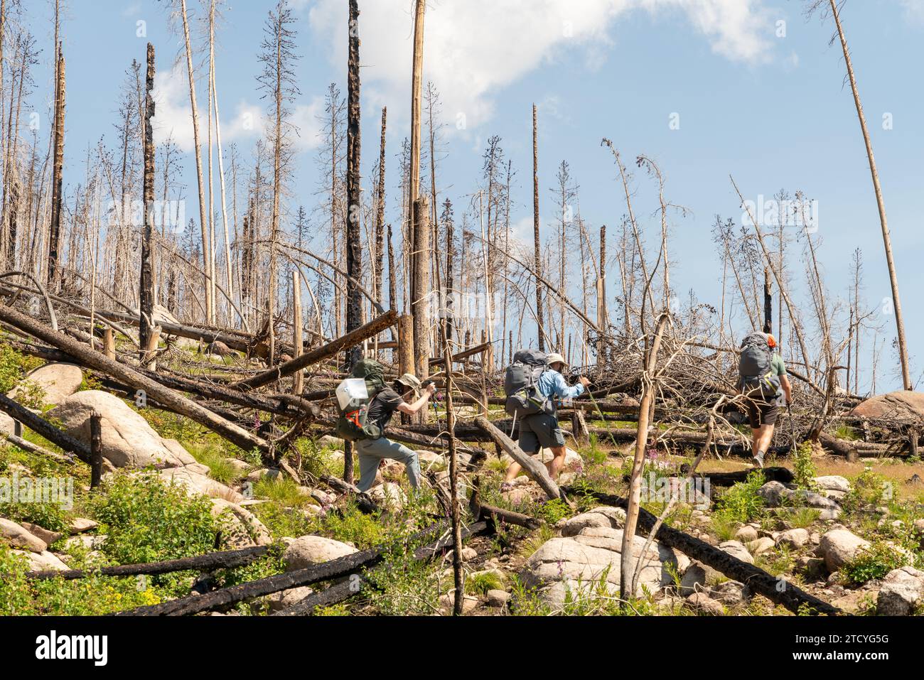 Die Wanderer navigieren durch die Überreste eines verbrannten Waldes und veranschaulichen die anspruchsvolle und doch regenerative Schönheit des Rocky Mountain National Park. Stockfoto
