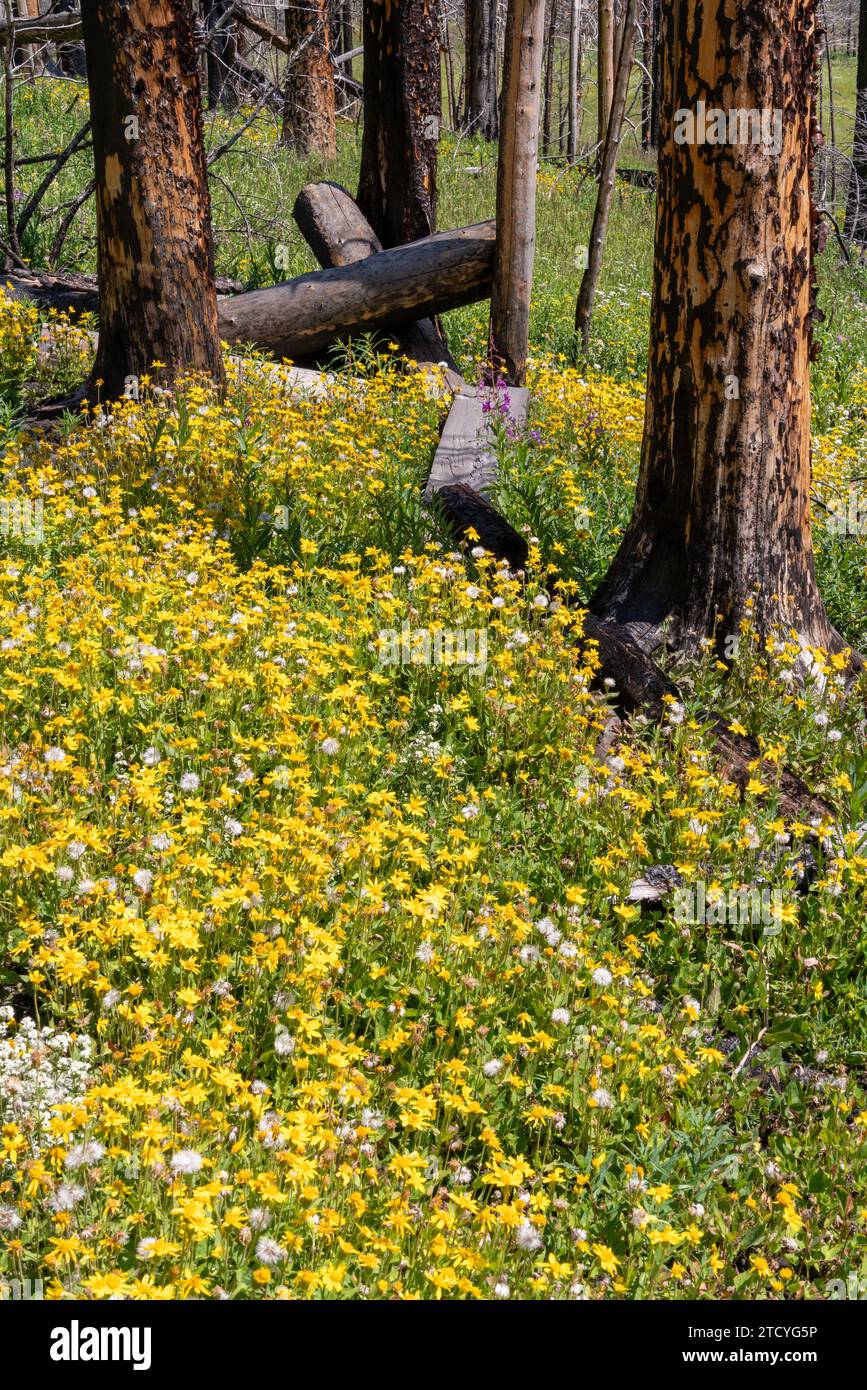 Leuchtend gelbe Wildblumen blühen zwischen verkohlten Baumstämmen und unterstreichen die Erneuerung der Landschaft des Rocky Mountain National Park. Stockfoto