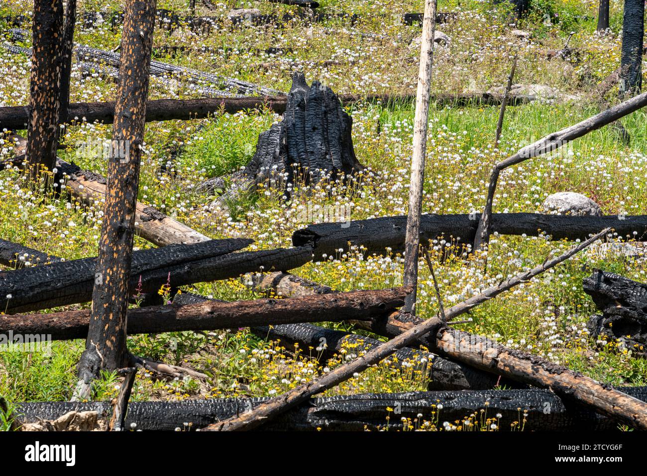 Inmitten eines von Waldbränden durchzogenen Waldes erwacht eine lebendige Vielfalt von Wildblumen, die im Rocky Mountain National Park neues Leben und Widerstandsfähigkeit signalisieren. Stockfoto