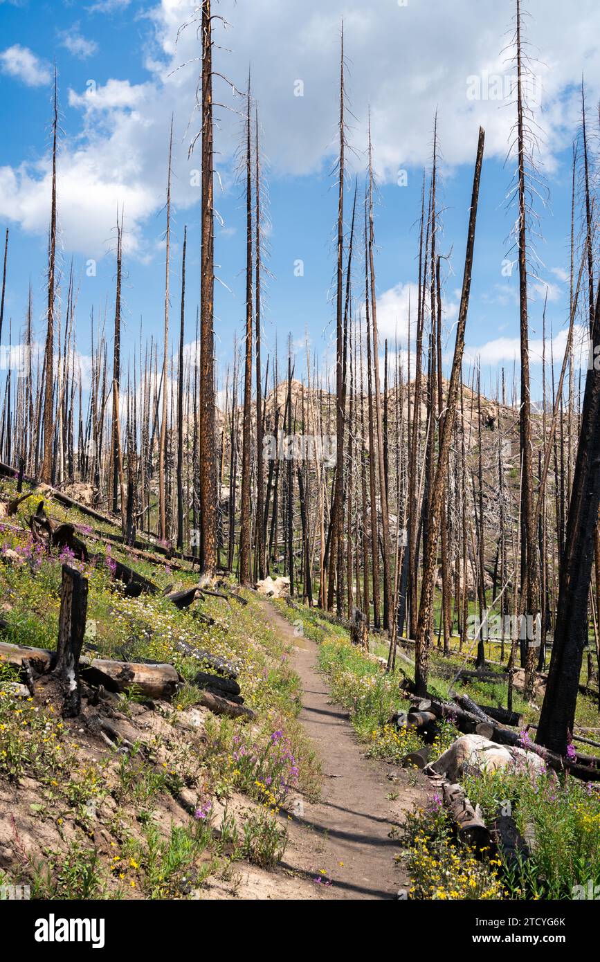 Ein lebhafter, von Wildblumen gesäumter Pfad führt durch eine raue Landschaft mit vom Feuer verwüsteten Bäumen im Rocky Mountain National Park. Stockfoto