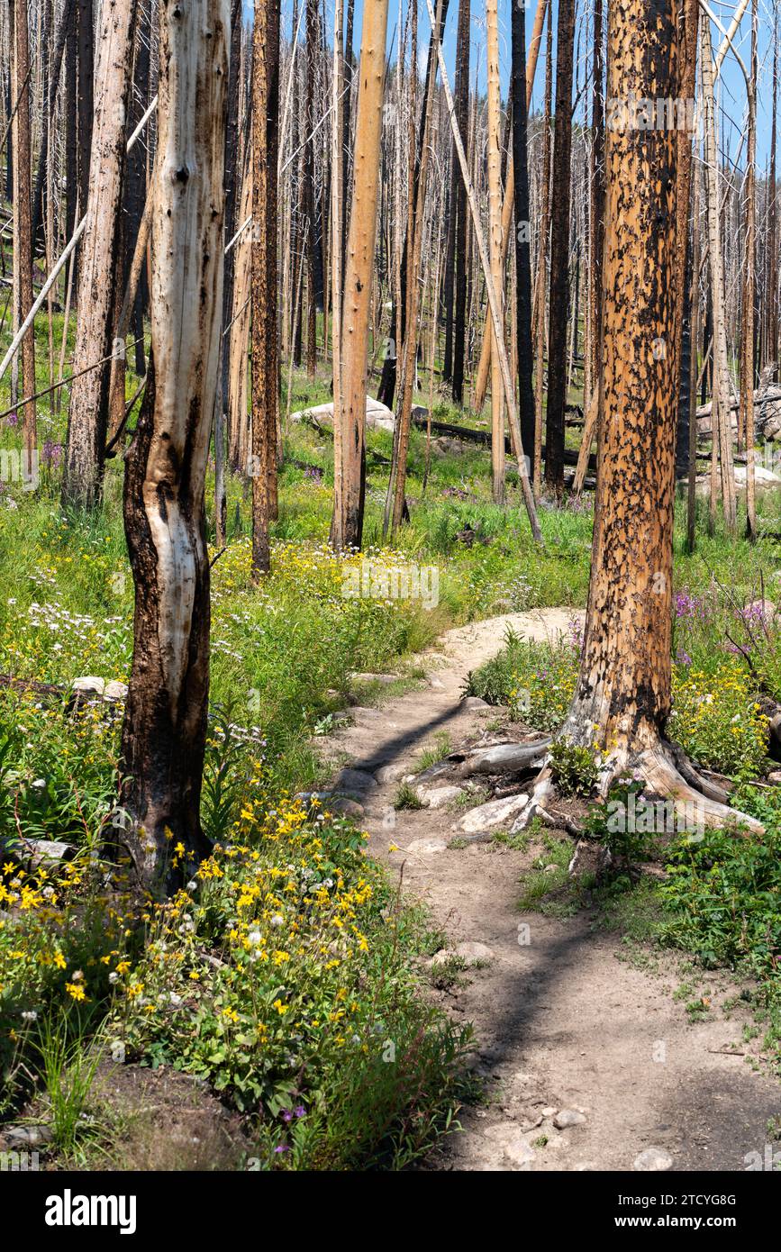 Ein gewundener Pfad führt durch ein Mosaik aus Wildblumen und verkohlten Bäumen im verjüngenden Wald des Rocky Mountain National Park. Stockfoto