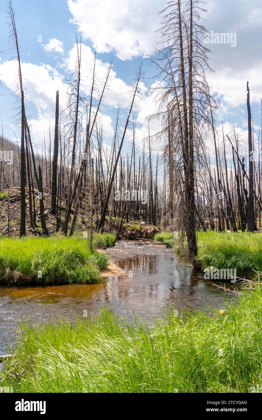Ein ruhiger Bach fließt durch ein sich erholendes Waldfeuer im Rocky Mountain National Park und veranschaulicht die Widerstandsfähigkeit der Natur. Stockfoto