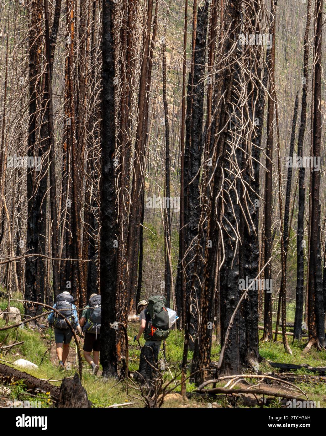 Eine Gruppe von Wanderern durchquert einen Pfad vor der rauen Kulisse eines verbrannten Waldes und verkörpert den Geist des Abenteuers im Rocky Mountain National Park. Stockfoto