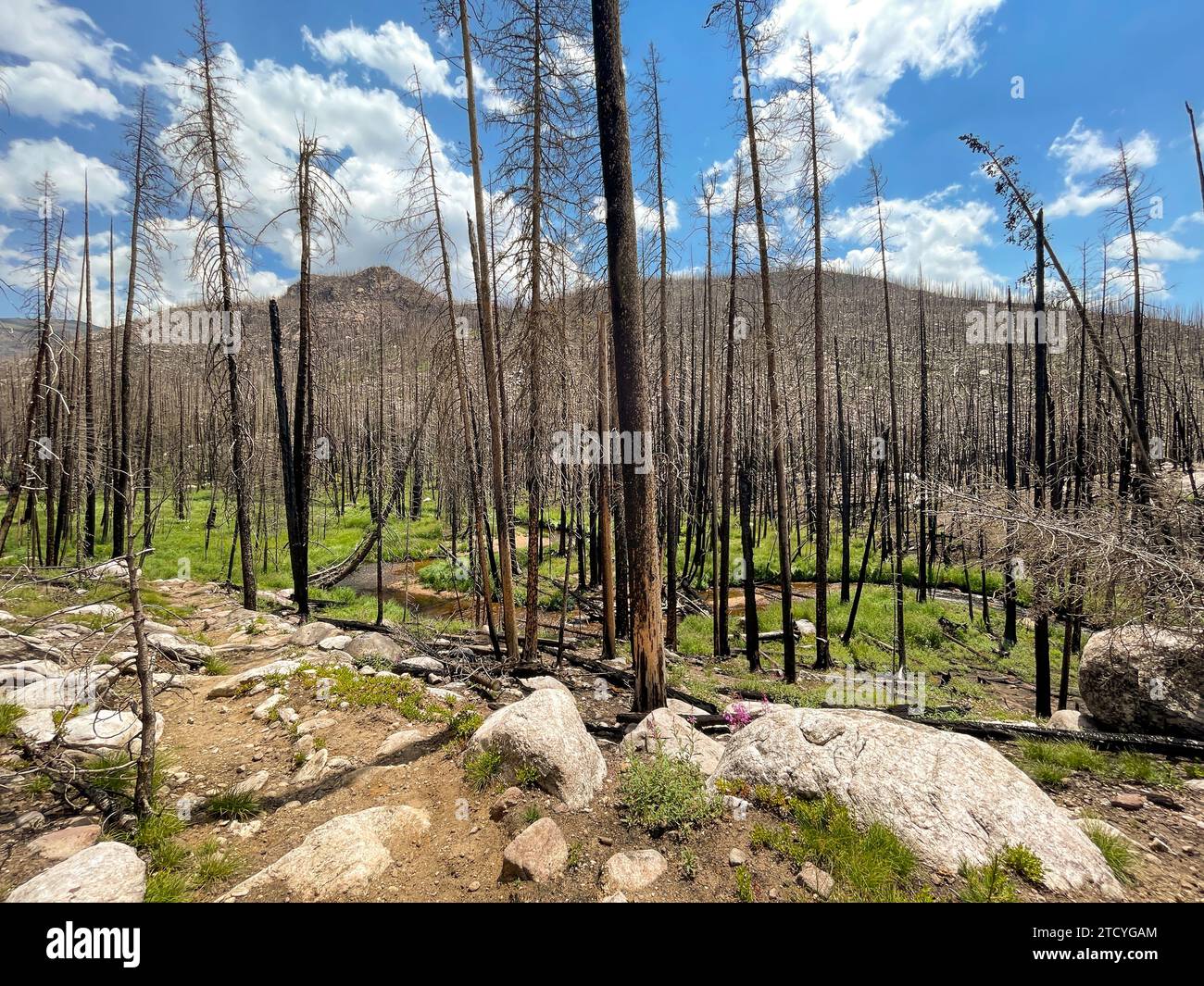 Im Rocky Mountain National Park sind üppige neue Pflanzenteppiche auf dem Waldboden zwischen verkohlten Bäumen zu finden, ein Zeugnis für die Ausdauer der Natur. Stockfoto