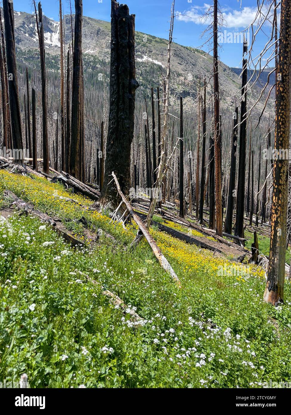 Das Nachwachsen blüht zwischen verkohlten Bäumen und signalisiert im Rocky Mountain National Park Widerstandsfähigkeit. Stockfoto