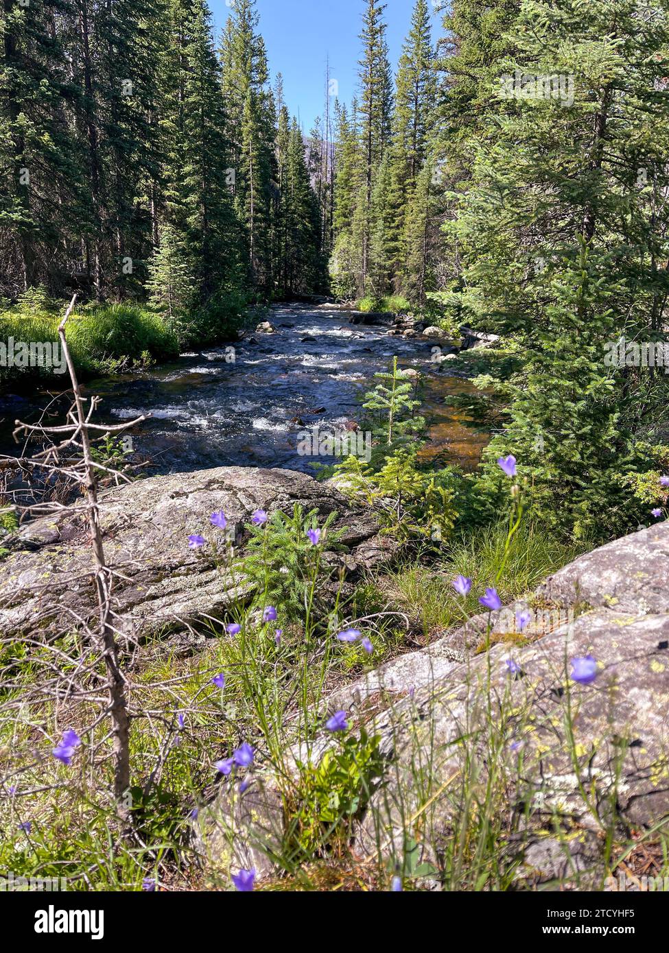 Sanftes Wasser schlängelt sich durch einen üppigen Kiefernwald mit Wildblumen im Rocky Mountain National Park. Stockfoto