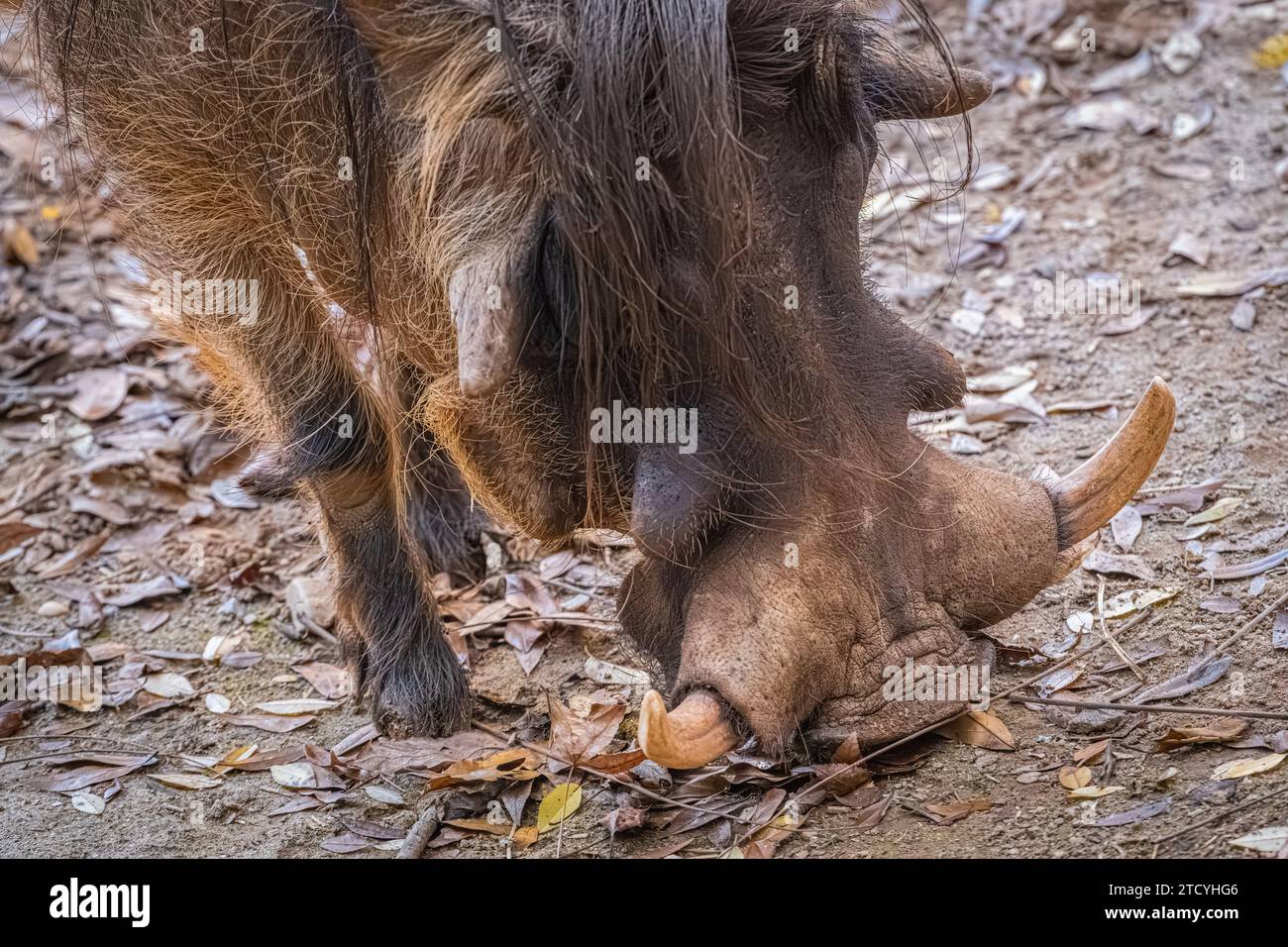 Gewöhnlicher Warzenschwein (Phacochoerus africanus) aus Afrika im Zoo Atlanta in Atlanta, Georgia. (USA) Stockfoto