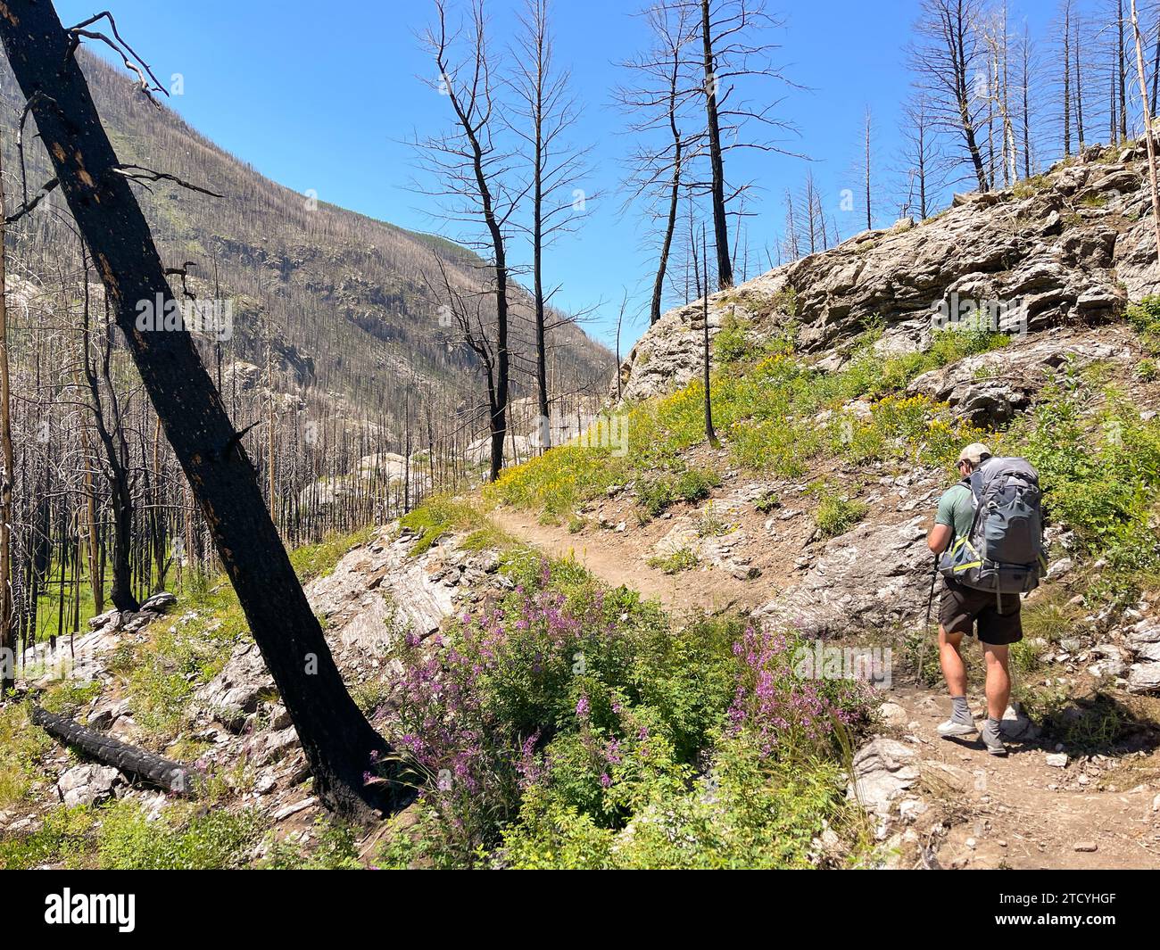 Mit Wildblumenstößen besteigt ein Wanderer einen Bergpfad in der erholsamen Wildnis des Rocky Mountain National Park. Stockfoto