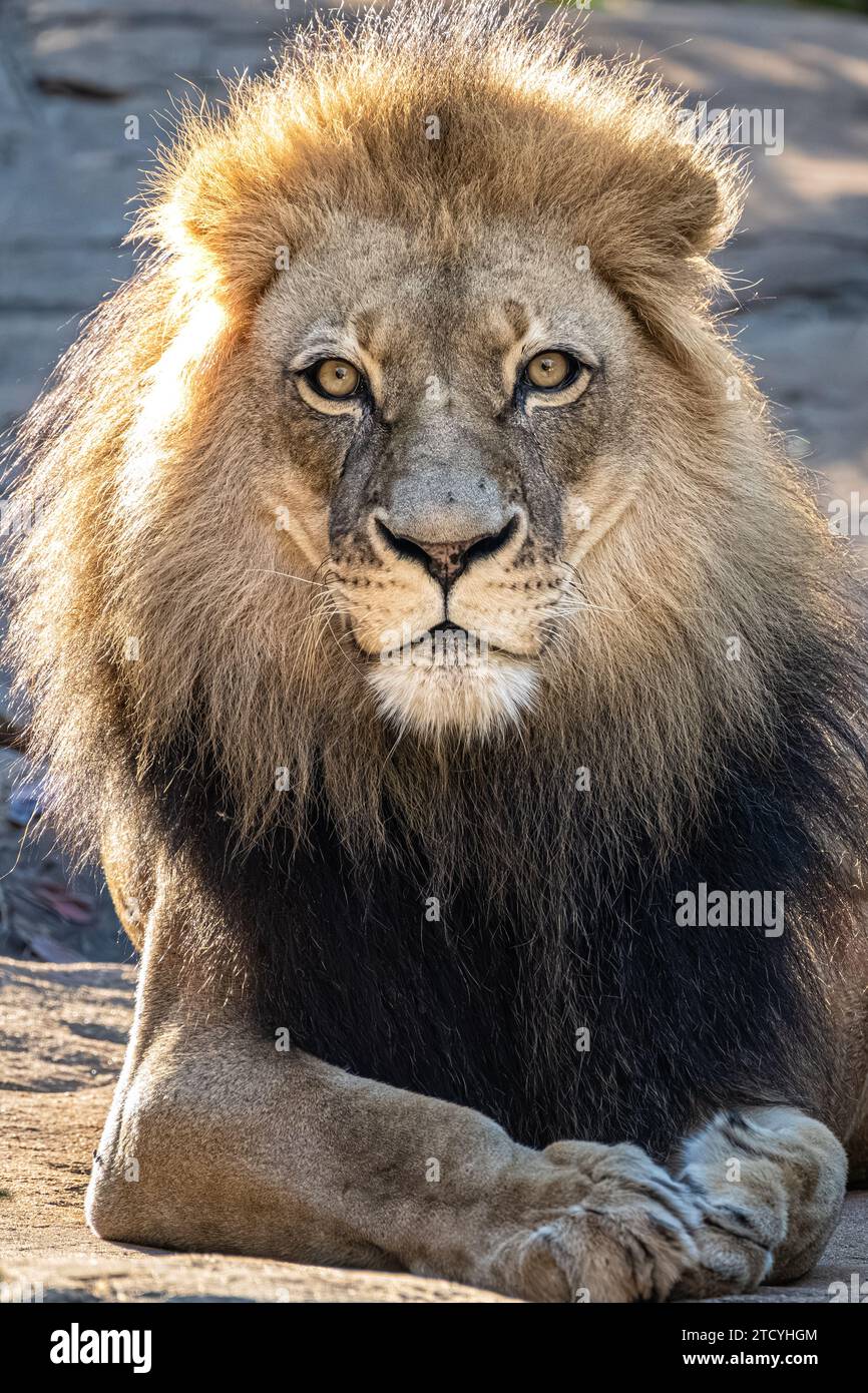 Afrikanischer Löwe (Panthera leo) am Zoo Atlanta in Atlanta, Georgia. (USA) Stockfoto