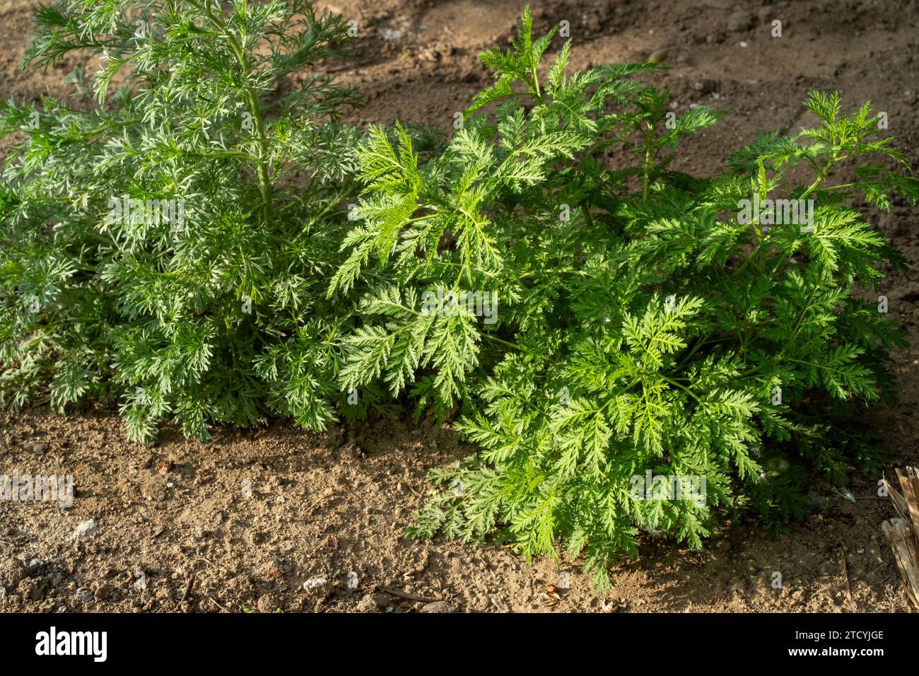 Frisch wachsende süße Wermut (Artemisia Annua, süße annie, jährliches Beifuß) Gräser auf dem wilden Feld in Peking, China. Stockfoto