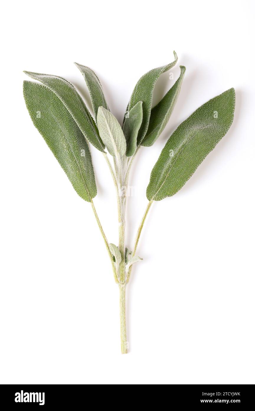 Ganzer frischer Salbeizweig von oben. Salbei, Salvia officinalis, ein gräulich-grünes Kraut mit samtigen Blättern. Wird als Gewürz und als Heilpflanze verwendet. Stockfoto