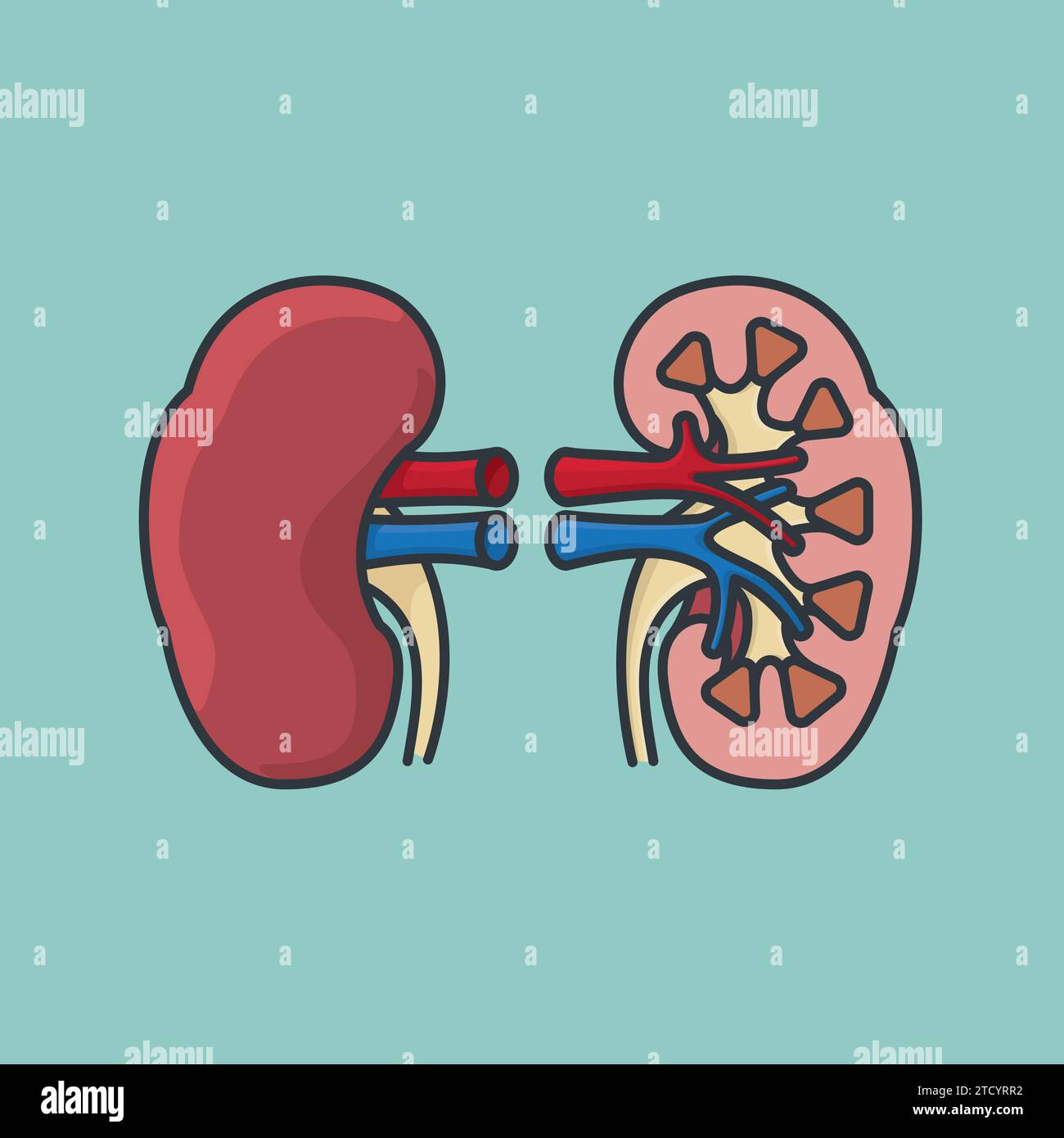Vereinfachte Vektorillustration menschlicher Niere und Querschnitt zum Weltnierentag am 14. März Stock Vektor