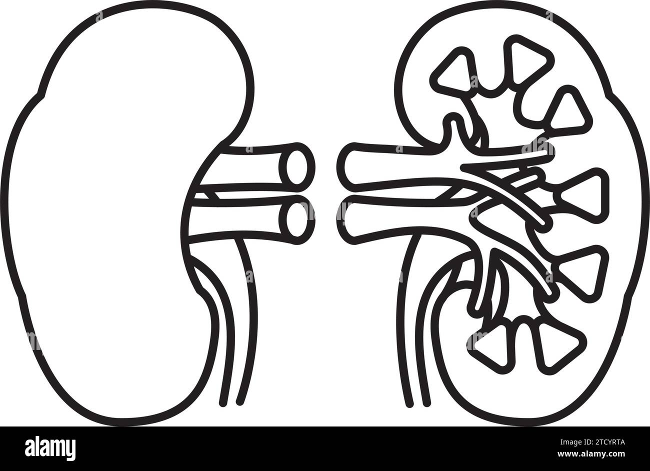 Vereinfachtes Vektorliniensymbol der menschlichen Niere und des Querschnitts zum Weltnierentag am 14. März Stock Vektor