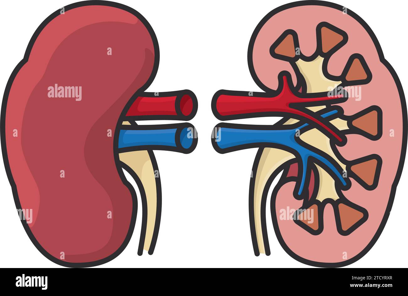 Vereinfachte isolierte Vektorillustration menschlicher Niere und Querschnitt zum Weltnierentag am 14. März Stock Vektor