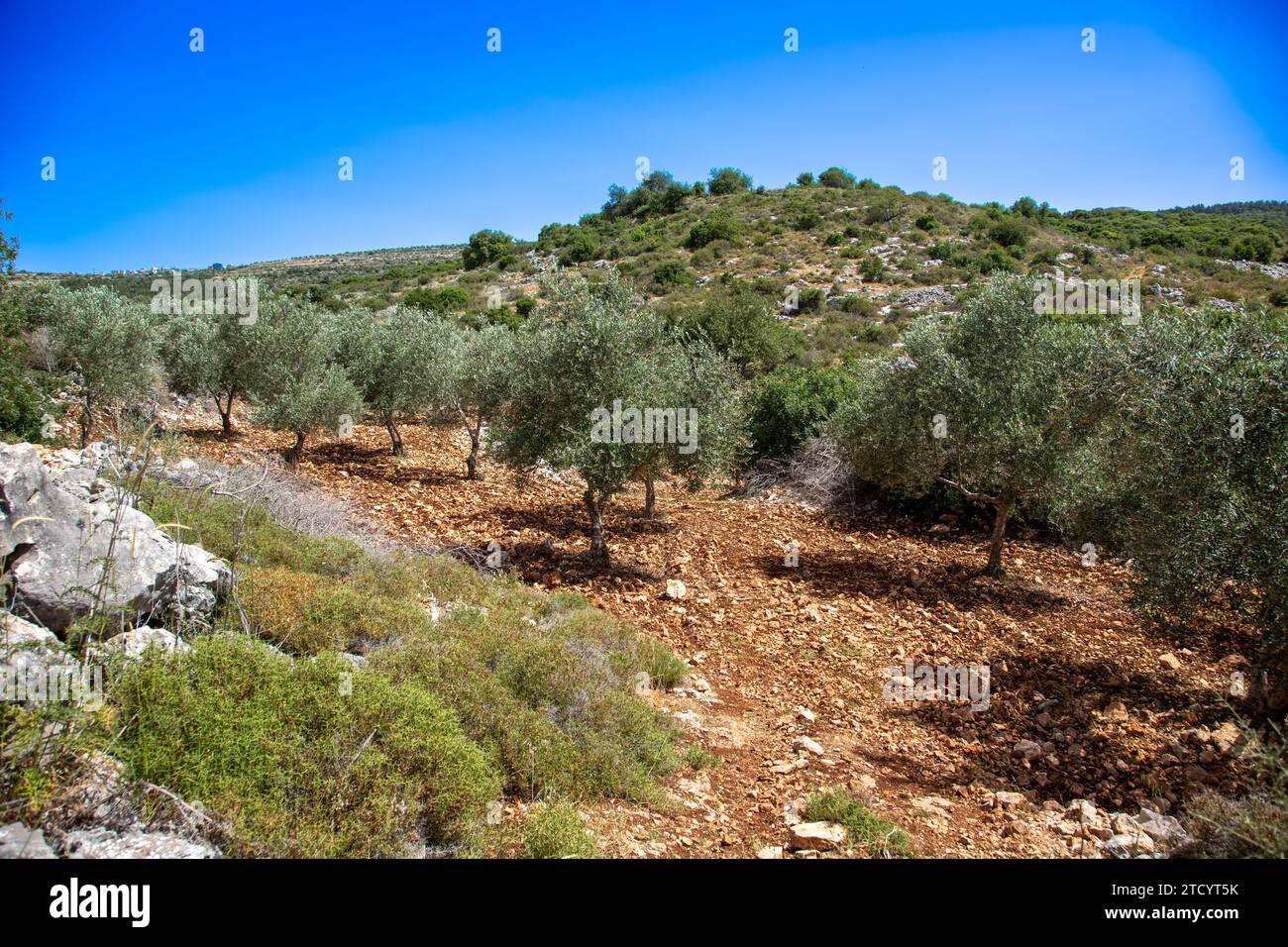 Ölbäume im Galiläa-Gebirge im Norden Israels Stockfoto