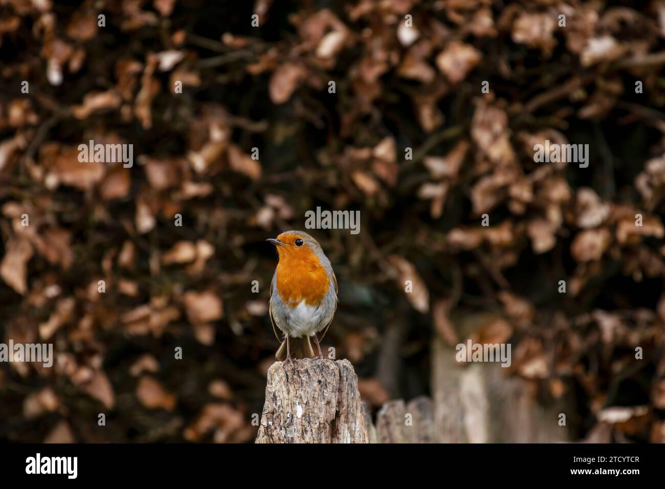 Robin wartet auf Weihnachten auf einem Posten Stockfoto