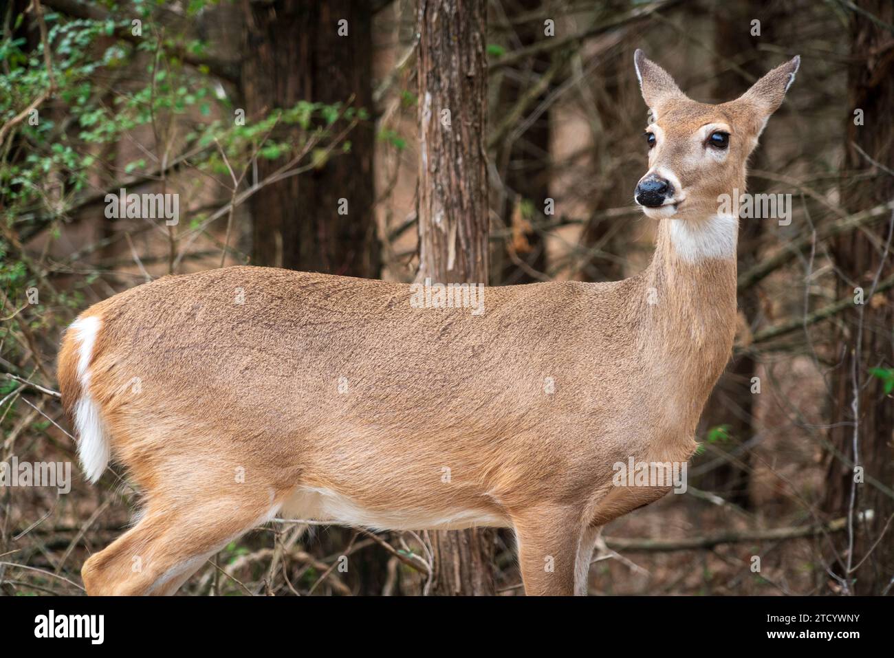 Ein Hirsch in der Chickasaw National Recreation Area in Sulphur, Oklahoma Stockfoto