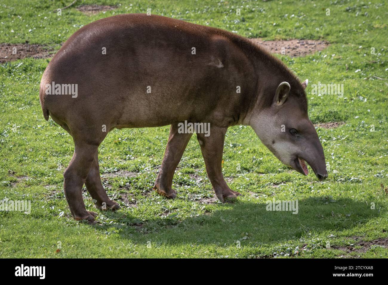 Eine Nahaufnahme eines Tapir-Tieres. Dies ist ein vollständiges Porträt des Säugetiers und bietet Platz für Text Stockfoto