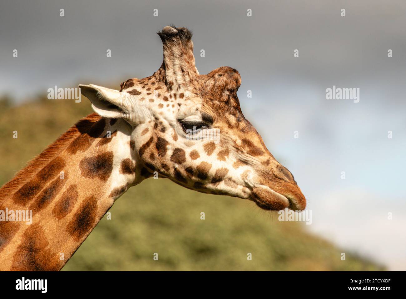 Ein Nahaufnahme-Profilporträt einer Giraffe. Es zeigt den Kopf und den oberen Teil des Halses und es gibt Platz für Text um das Tier Stockfoto