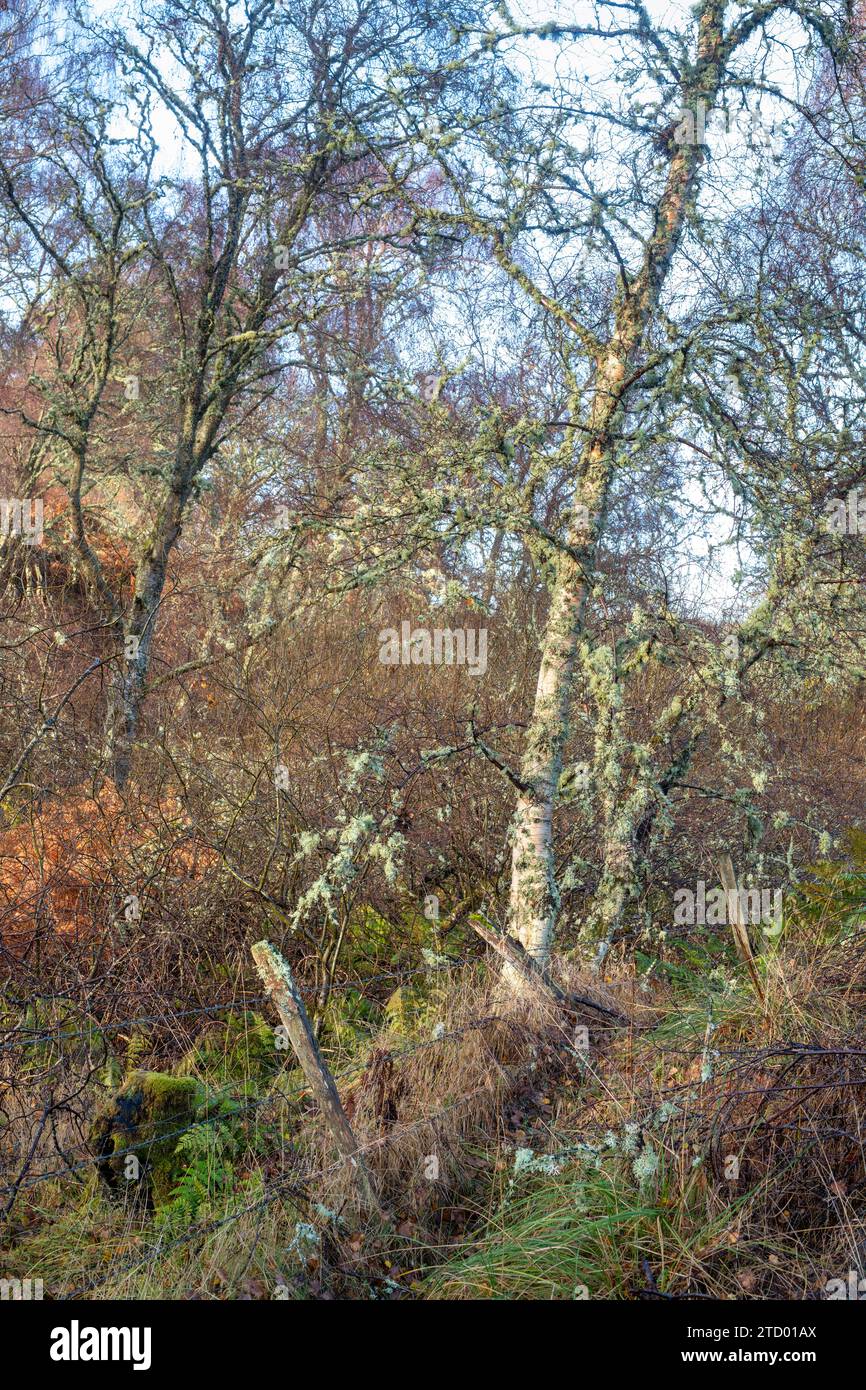 Betula. Birken bedeckt mit Flechten entlang einer schottischen Brandung im November. Speyside, Morayshire, Schottland Stockfoto
