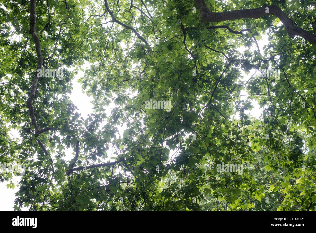 Details und Blick auf Bäume und Eisenwerk am Soho Square im Herzen der Stadt London Stockfoto
