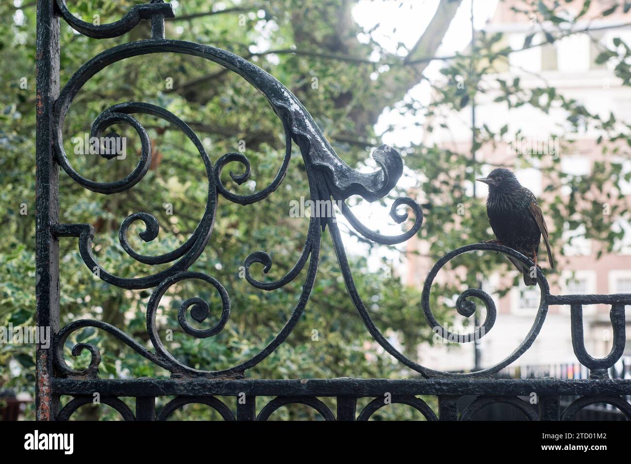 Details und Blick auf Bäume und Eisenwerk am Soho Square im Herzen der Stadt London Stockfoto