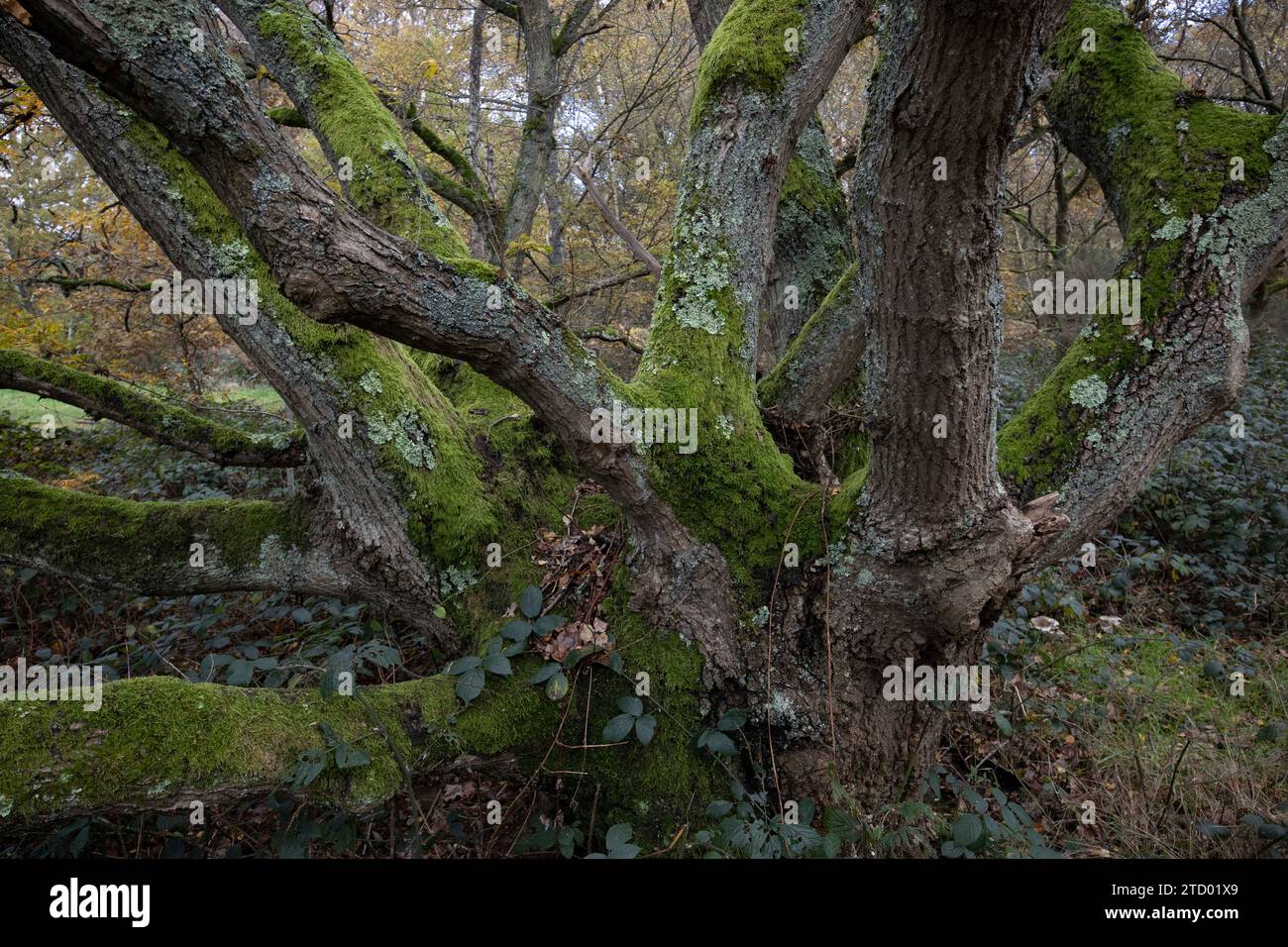 Moos wächst auf Eichen in Wimbledon Common während eines Herbstfärbens im späten November, wenn der Winter naht, London, England, Vereinigtes Königreich Stockfoto