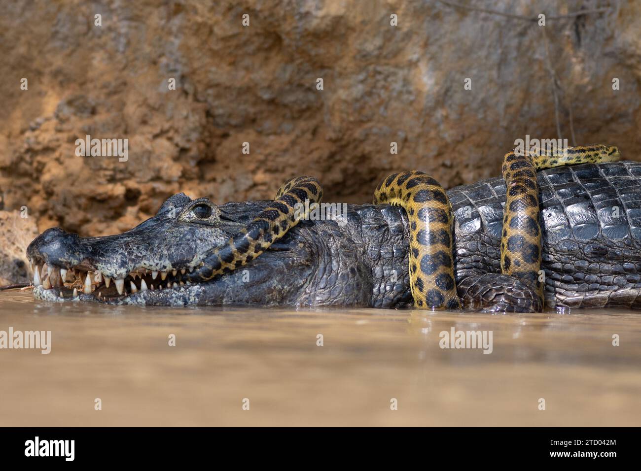 Anaconda umwickelt um den Alligator BRASILIEN SPANNENDE Bilder zeigen einen Kaiman-Alligator, der eine gelbe Anaconda wie eine Krawatte trägt. Die 1,2 Meter lange Ana Stockfoto