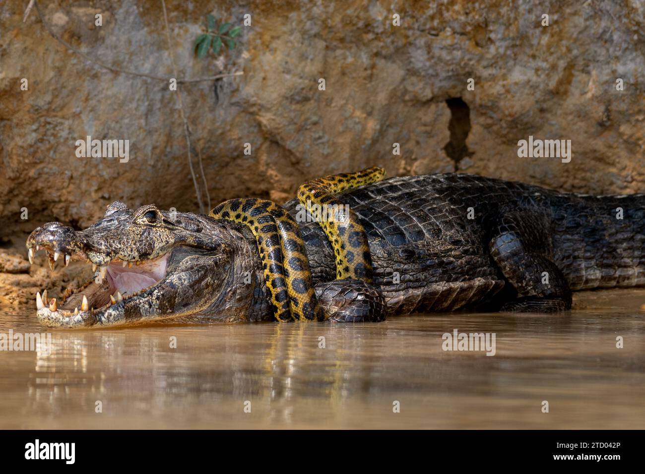 Der Alligator trägt eine Anakonda-Krawatte. BRASILIENS SPANNENDE Bilder zeigen einen Kaiman-Alligator, der eine gelbe Anakonda wie eine Krawatte trägt. Die 1,2 Meter lange Stockfoto