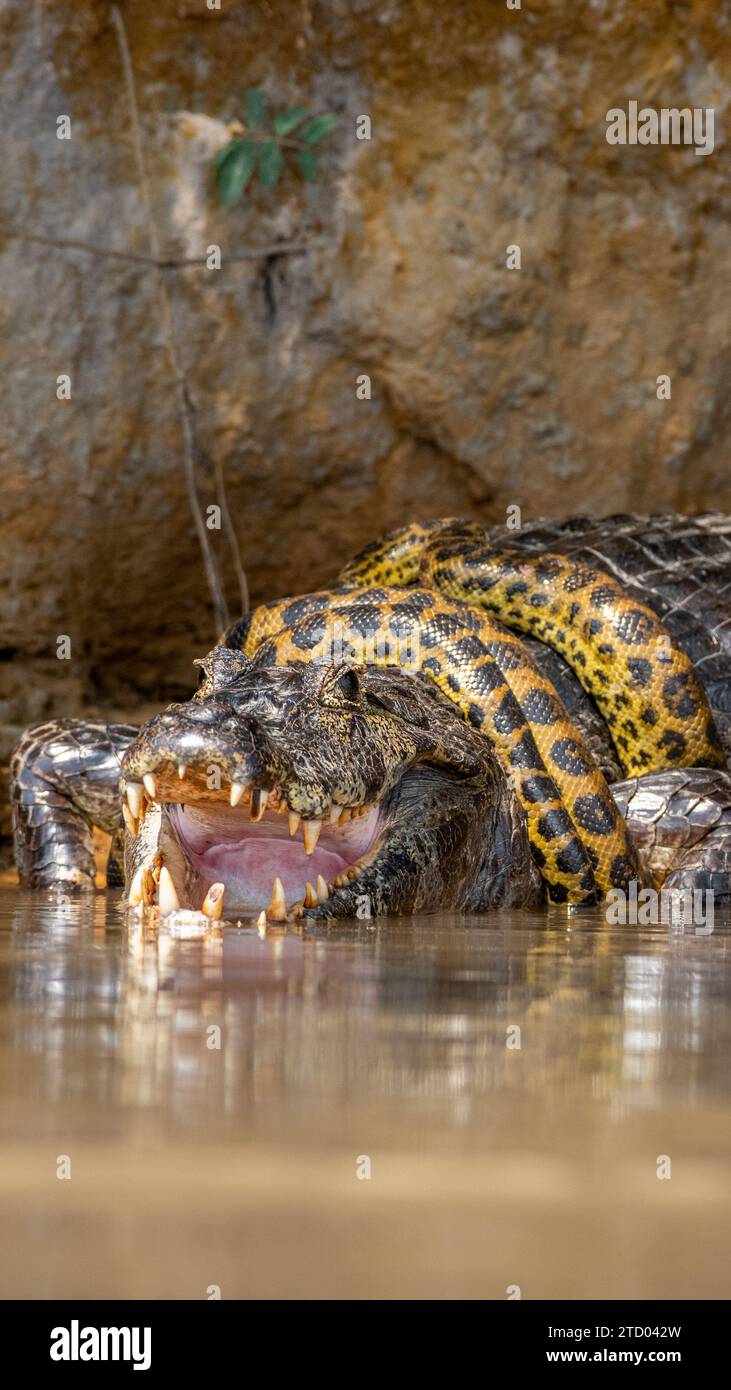 Die Schlange würgt den Alligator BRASILIEN AUFREGENDE Bilder zeigen einen Kaiman-Alligator, der eine gelbe Anakonda wie eine Krawatte trägt. Die 1,2 Meter lange Anaconda Co Stockfoto