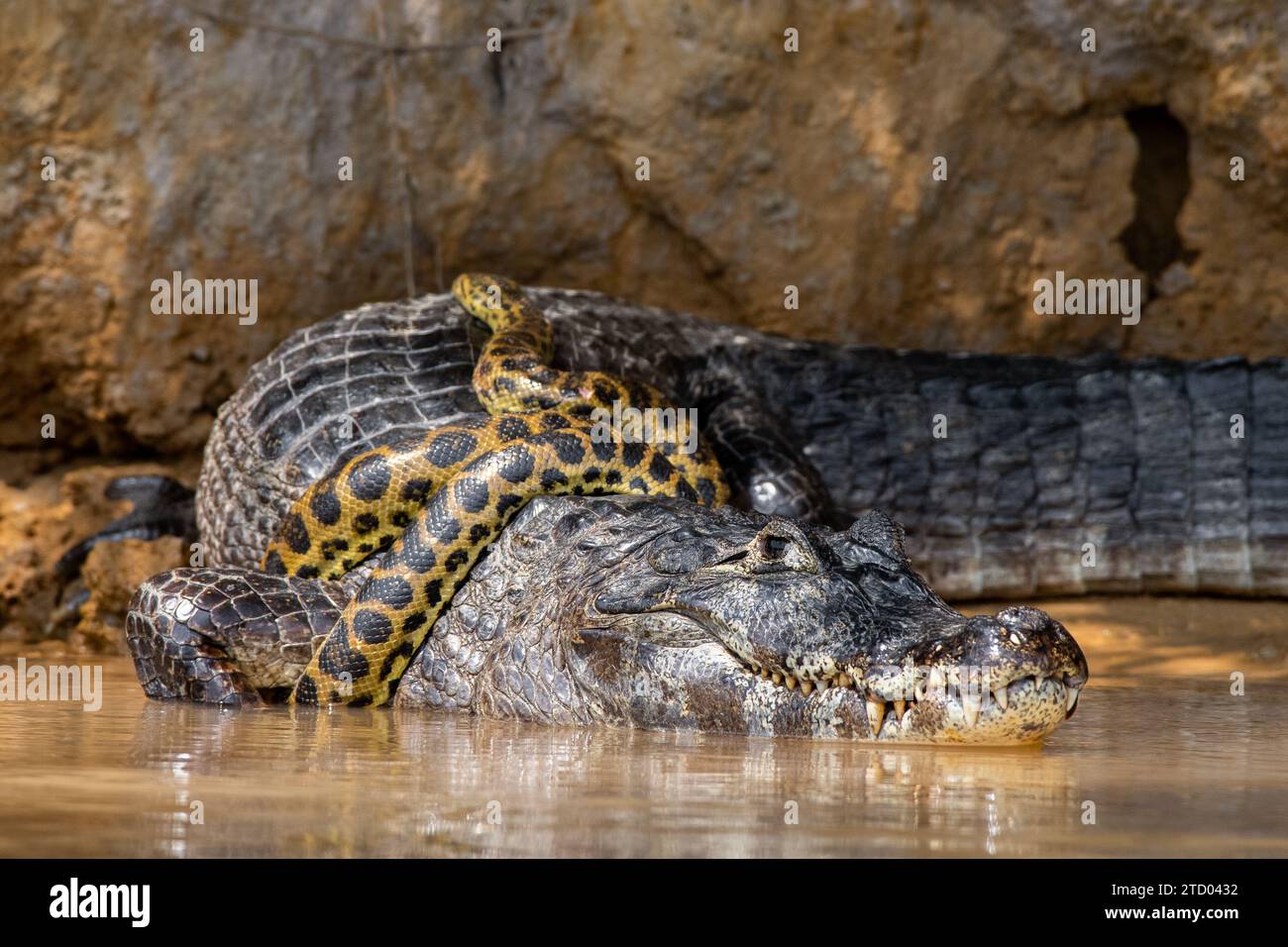 Anaconda versucht, den Alligator BRASILIEN zu jagen. SPANNENDE Bilder zeigen einen Kaiman-Alligator, der eine gelbe Anaconda wie eine Krawatte trägt. Die 1,2 Meter lange Stockfoto
