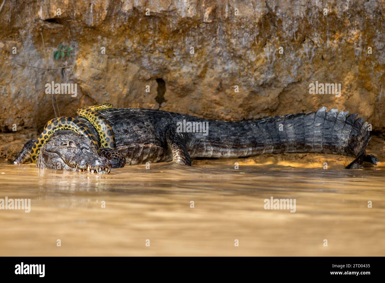 Anaconda um den Alligator BRASILIEN gewickelt SPANNENDE Bilder zeigen einen Kaiman-Alligator, der eine gelbe Anaconda wie eine Krawatte trägt. Der 1,2 m lange ANAC Stockfoto