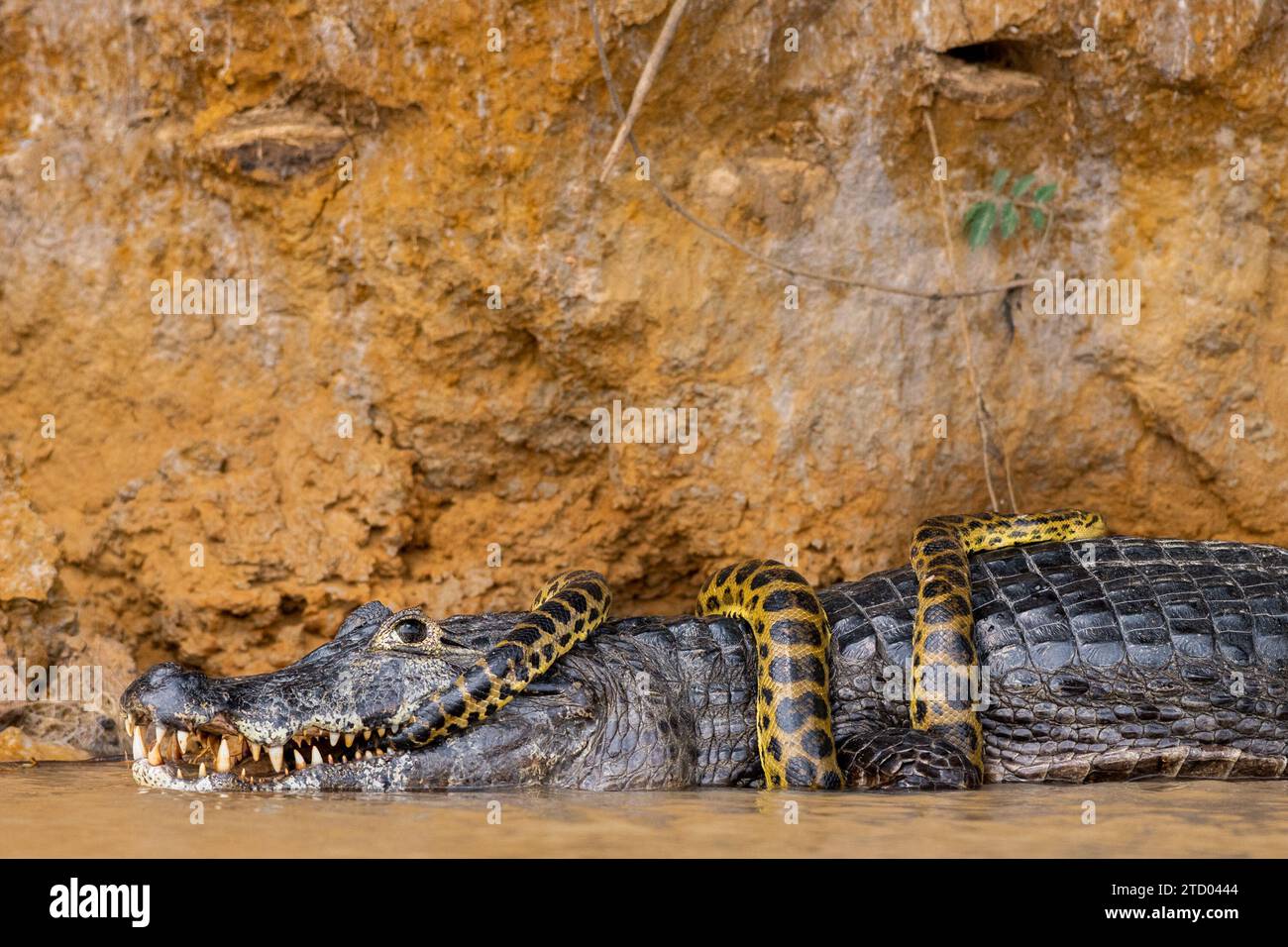 Wer sucht wem nach? BRASILIENS SPANNENDE Bilder zeigen einen Kaiman-Alligator, der eine gelbe Anakonda wie eine Krawatte trägt. Die 1,2 m lange Anaconda hat den überdeckten Stockfoto